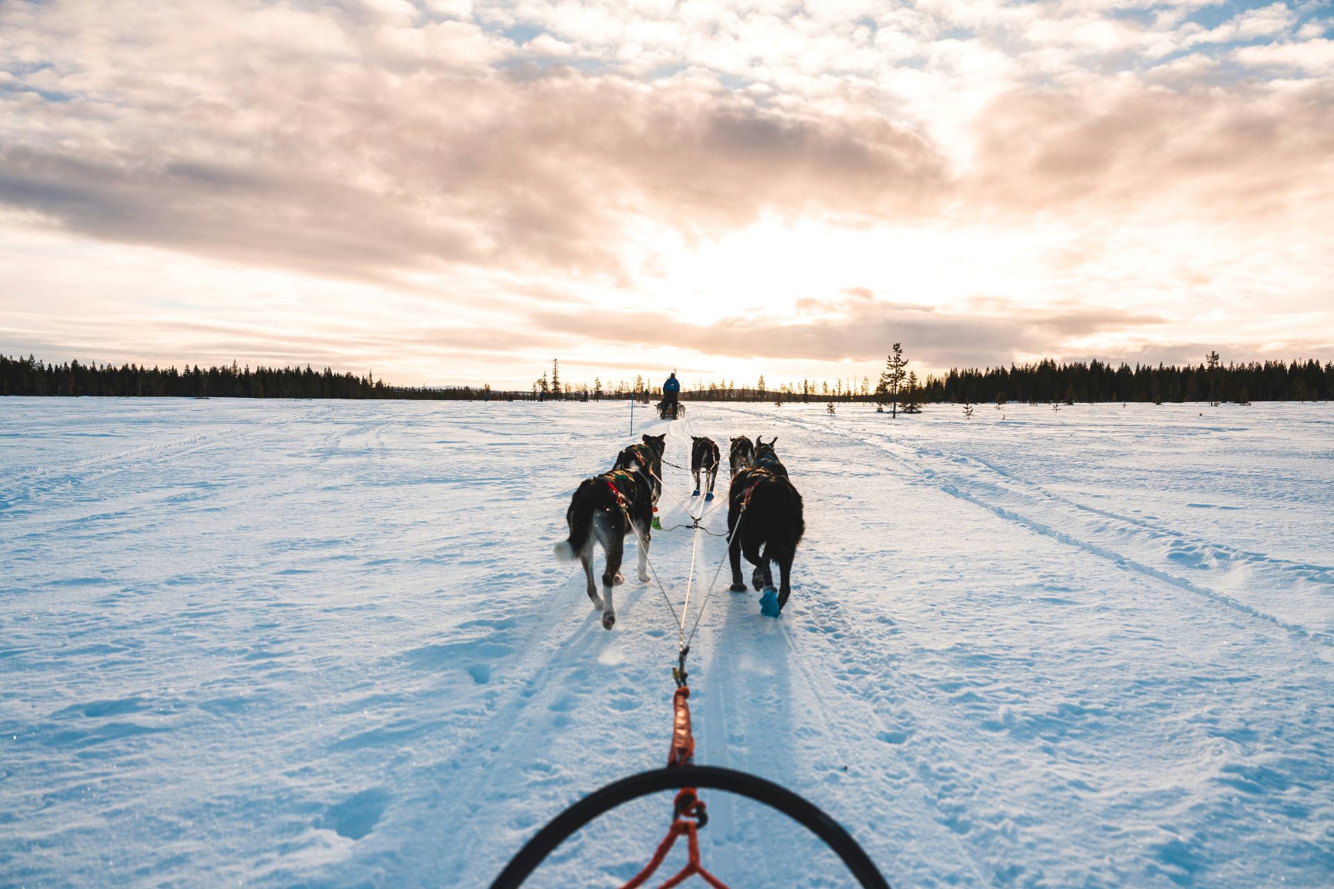 Husky Escapade in the Arctic Lapland