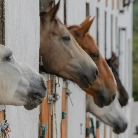 a man leading a horse