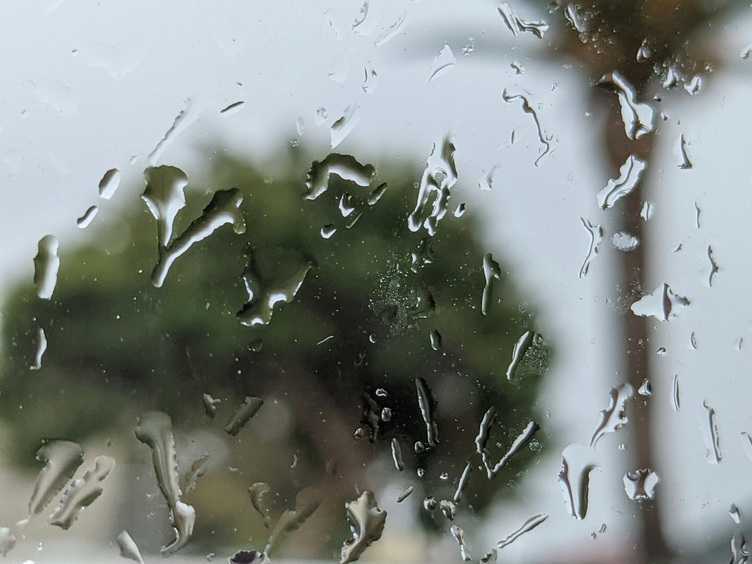a window with rain drops on it and a palm tree in the background