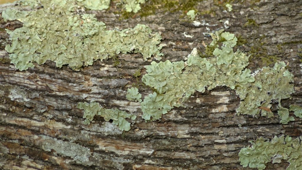 Xanthoparmelia Scabrosa
