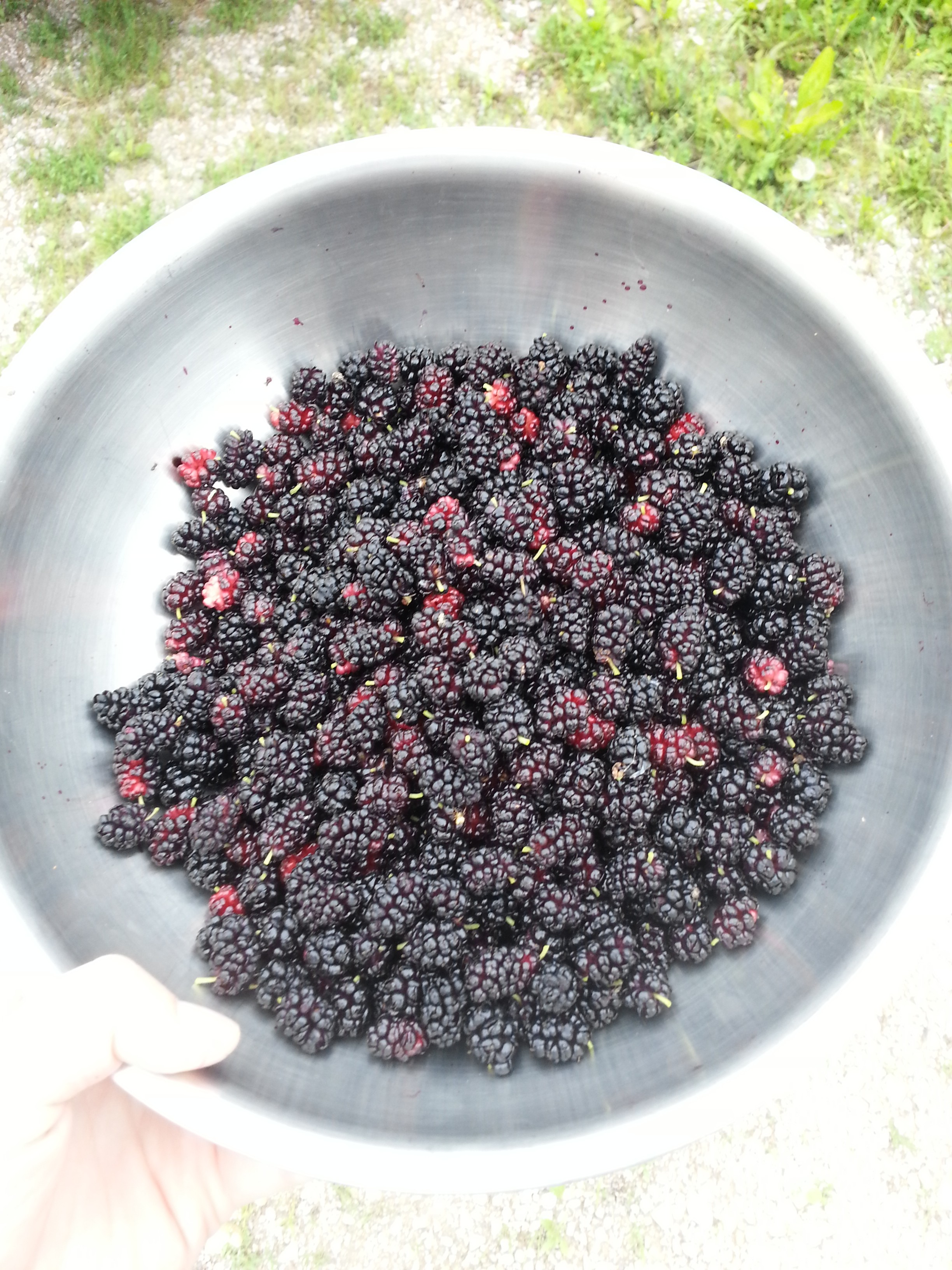 Students identifying and sorting edible wild plants as part of a foraging certification course.