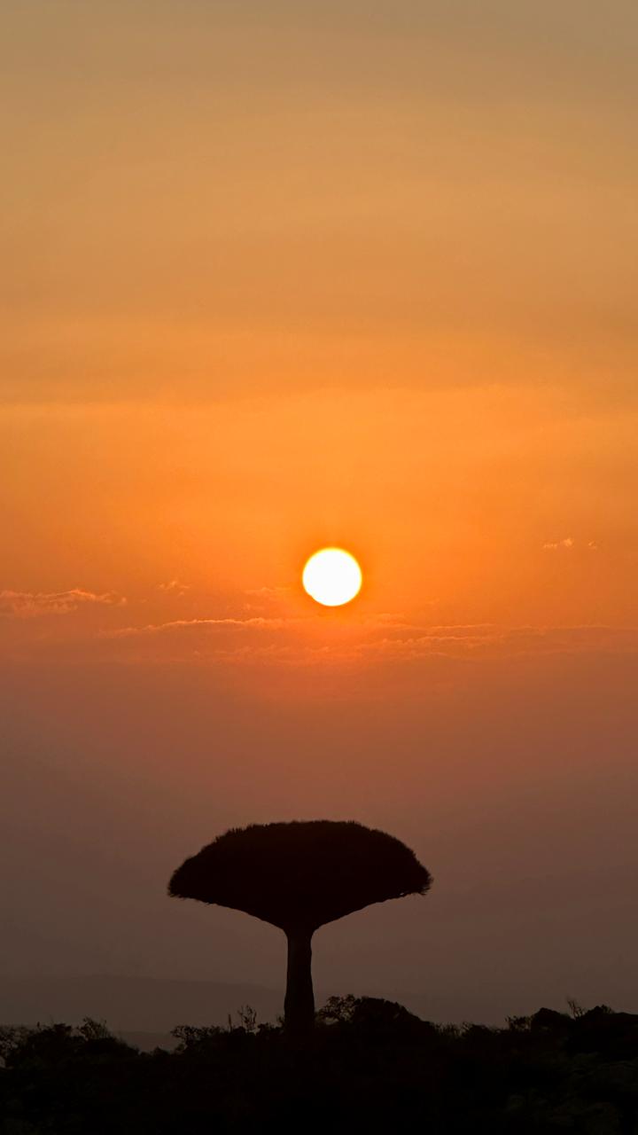 Драконово дърво на плато, Сокотра, Йемен, синьо небе