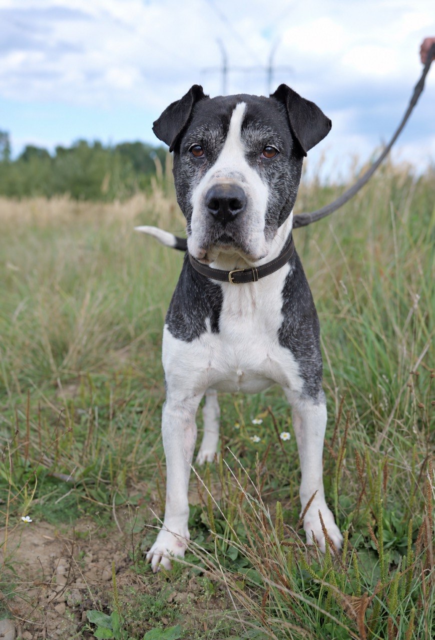 Otevřít galerii zvířete