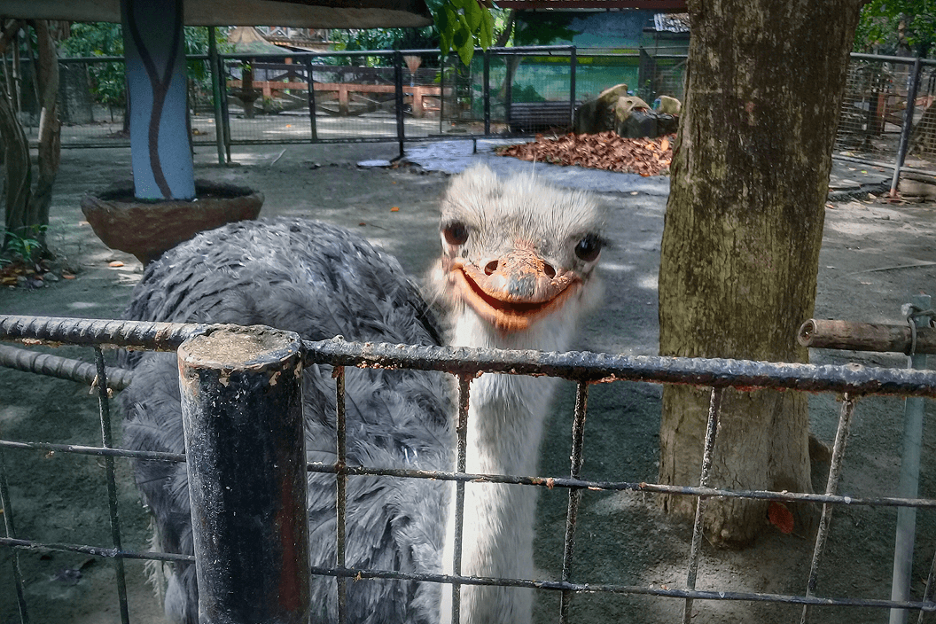 A fluffy gray rabbit rests on a floral chair.