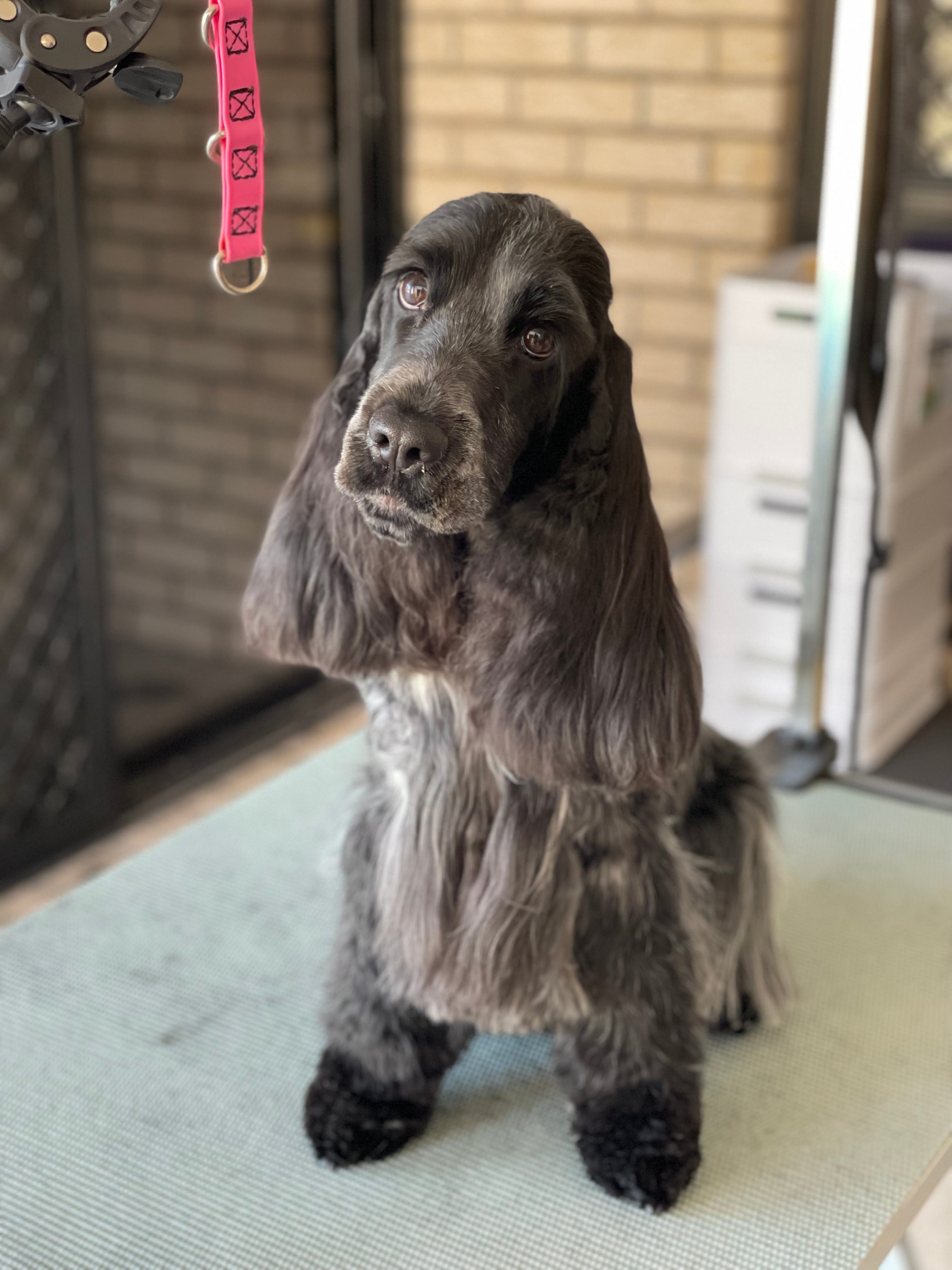 Real-life testimonial photo of Cali, an English Cocker Spaniel