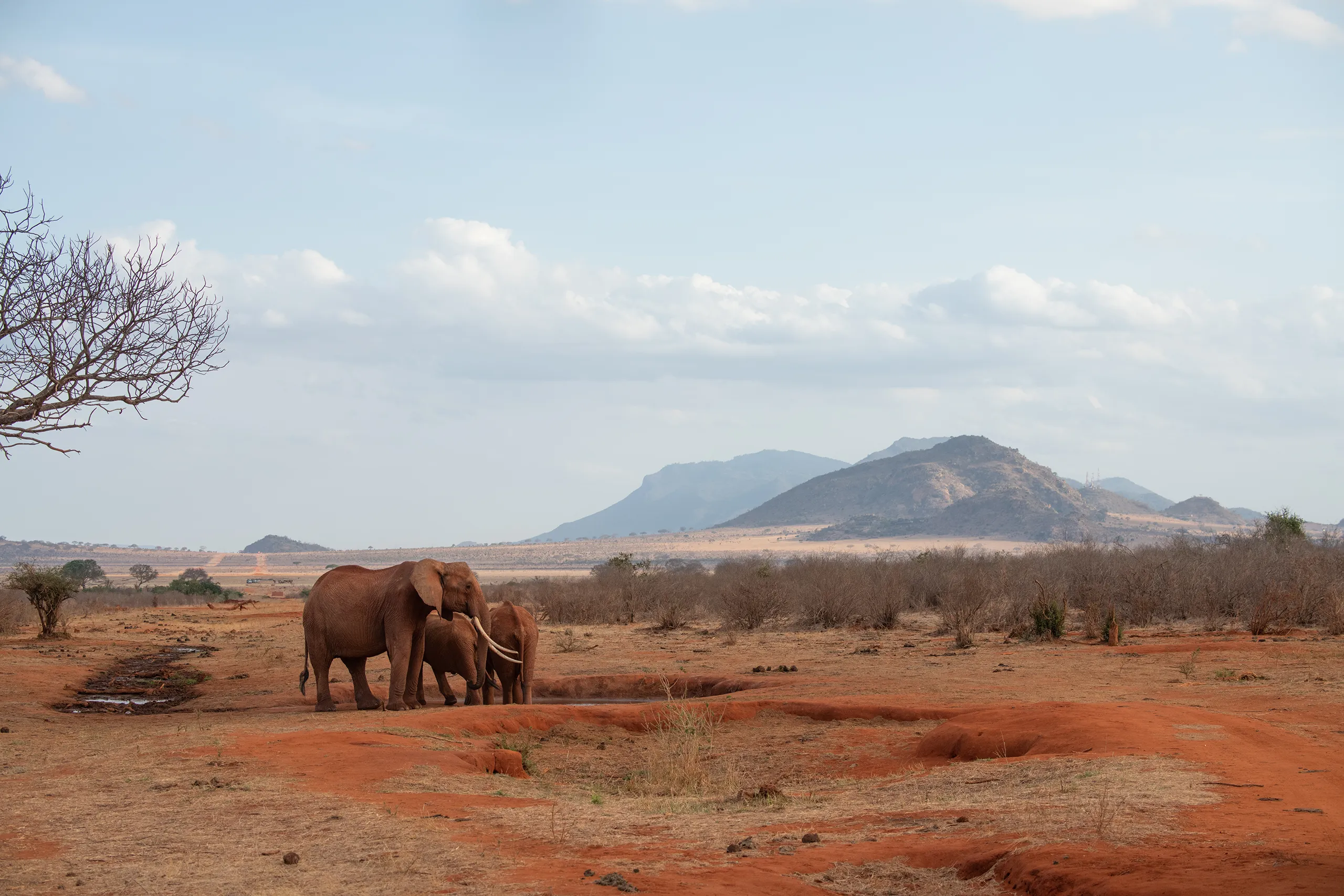 A group of elephants walking through golden dust with dramatic sunlight breaking through the clouds.