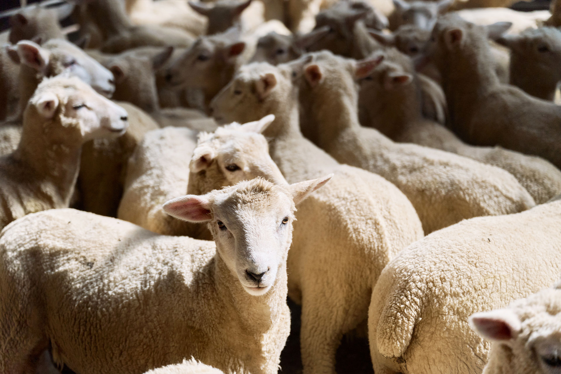 Alpine Pastures Group