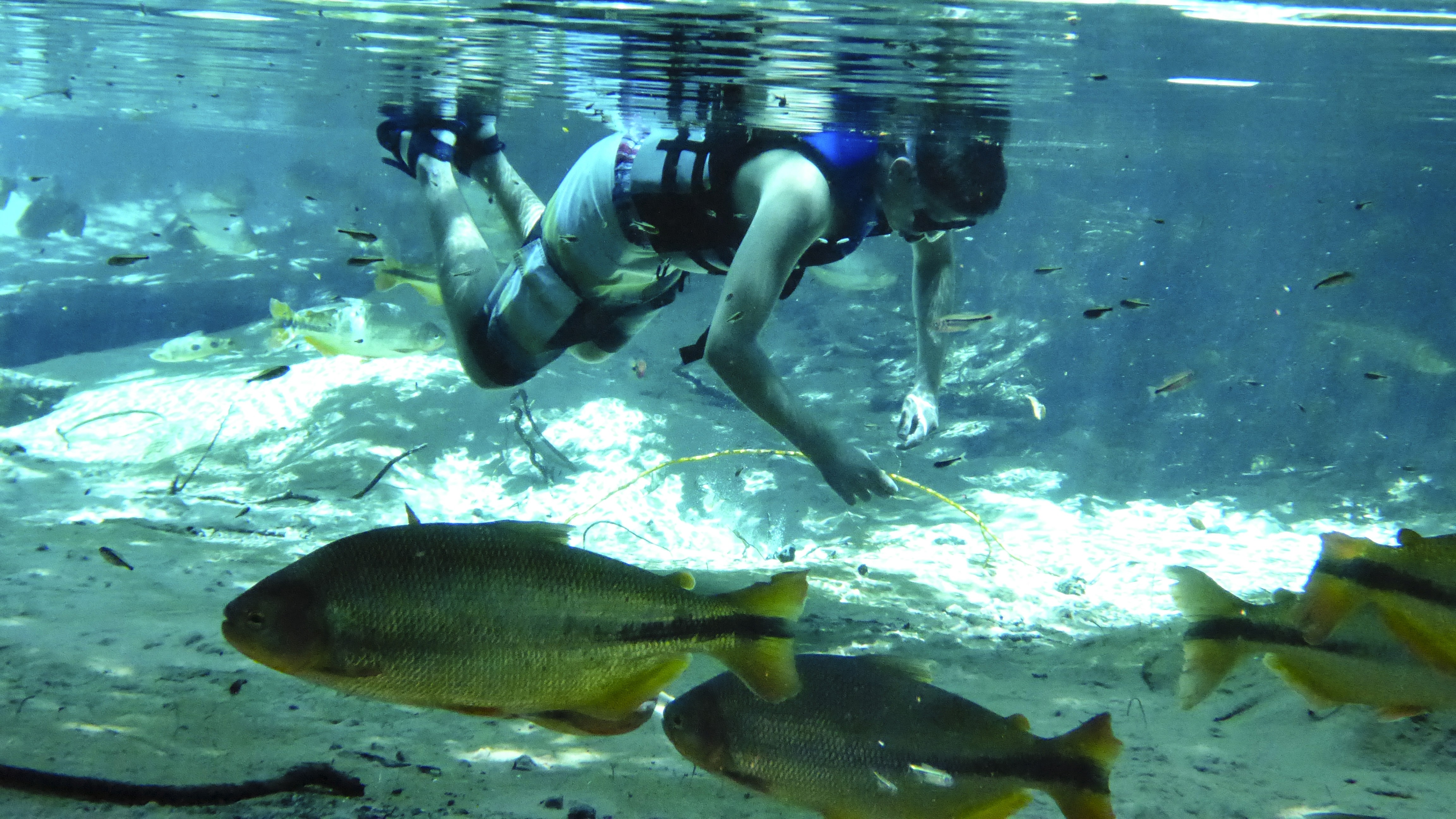 Schnorcheln im glasklaren Fluss von Nobres – ein einzigartiges Naturerlebnis zwischen bunten Fischen und unterirdischen Quellen im nördlichen Pantanal.