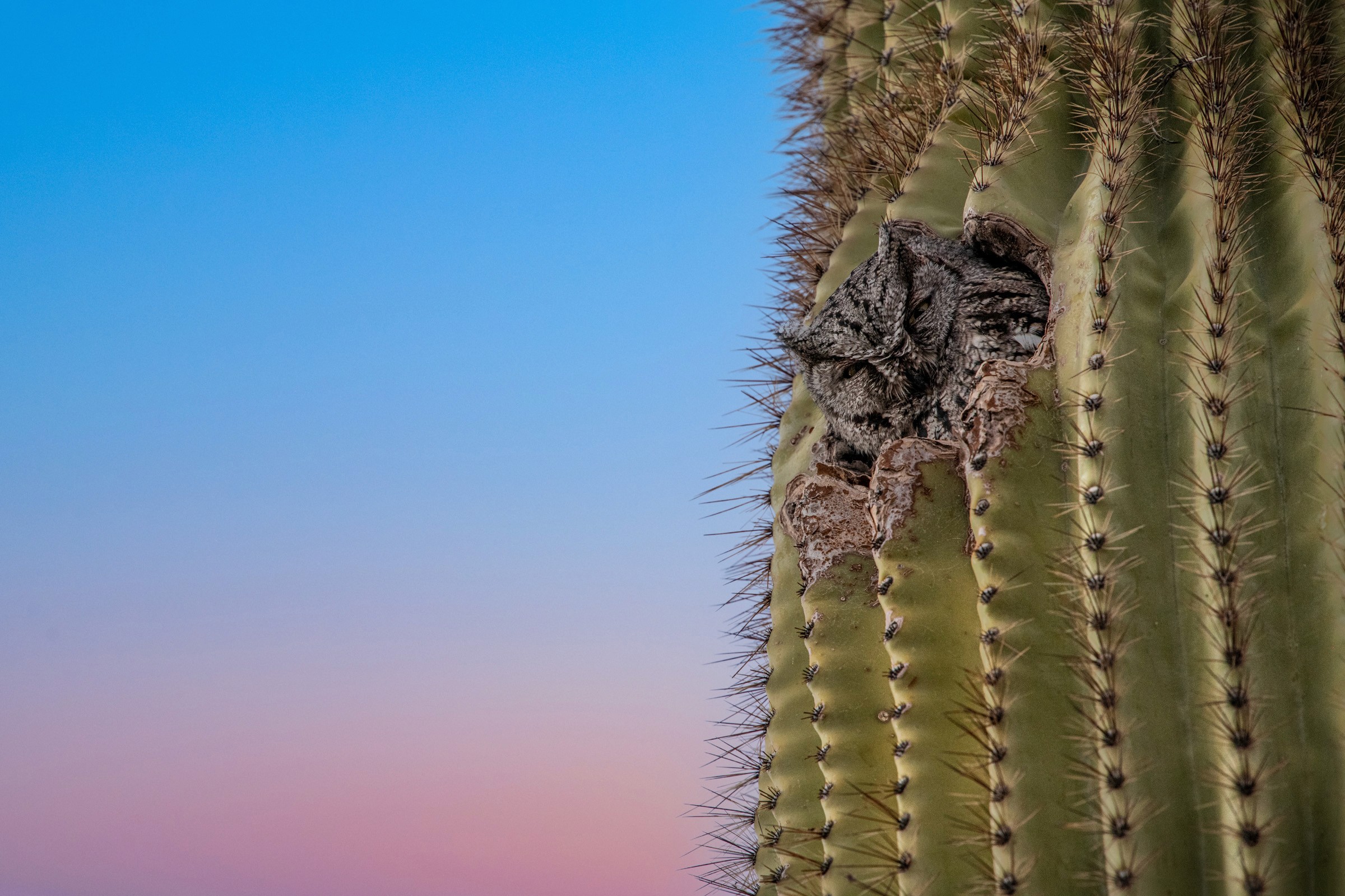 Great Horned Owl