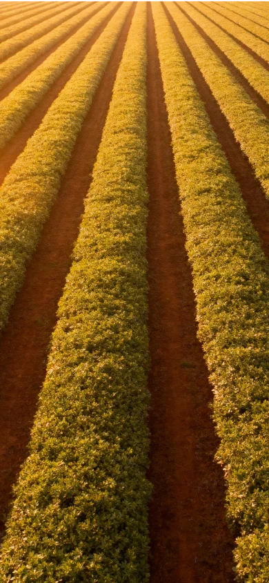 Imagem de um campo de plantações