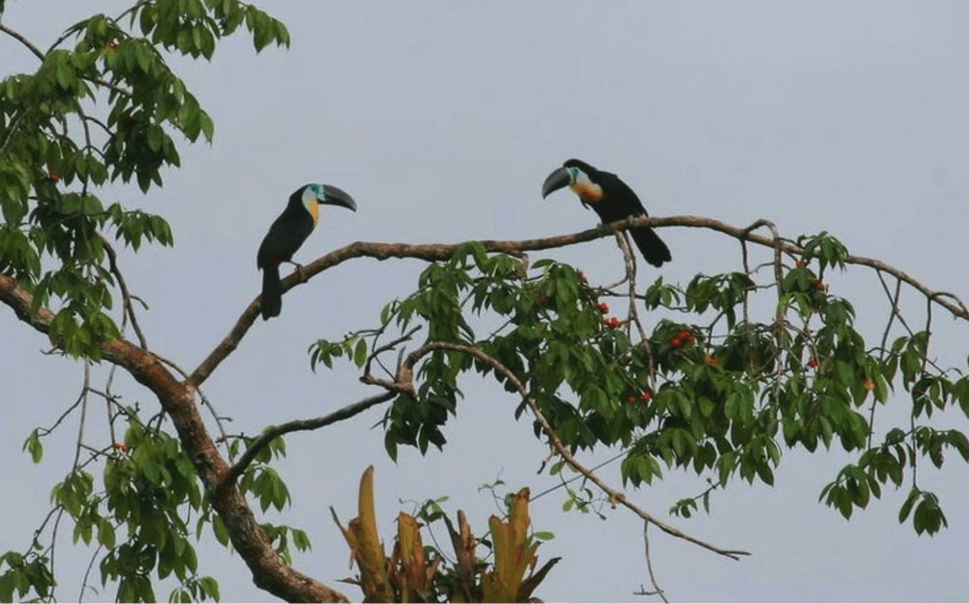 Toucans du Paraguay – oiseaux tropicaux emblématiques de la biodiversité paraguayenne