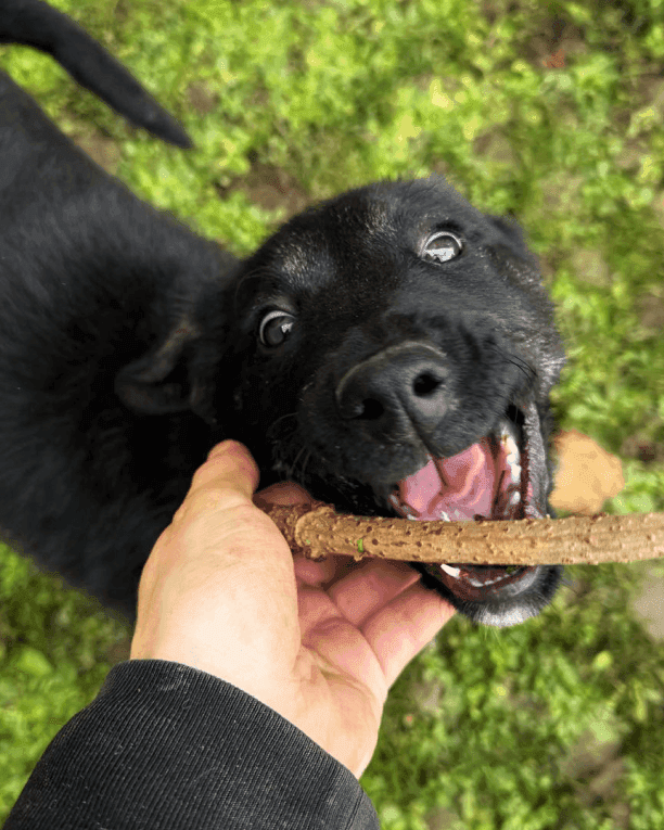 Black puppy biting a stick while being held