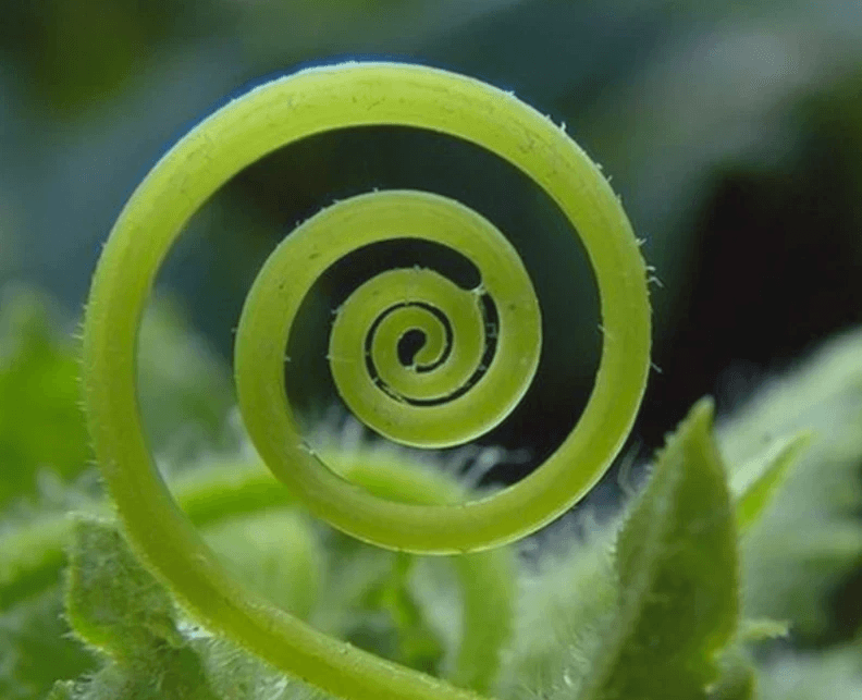 A close up of a shell with a spiral design