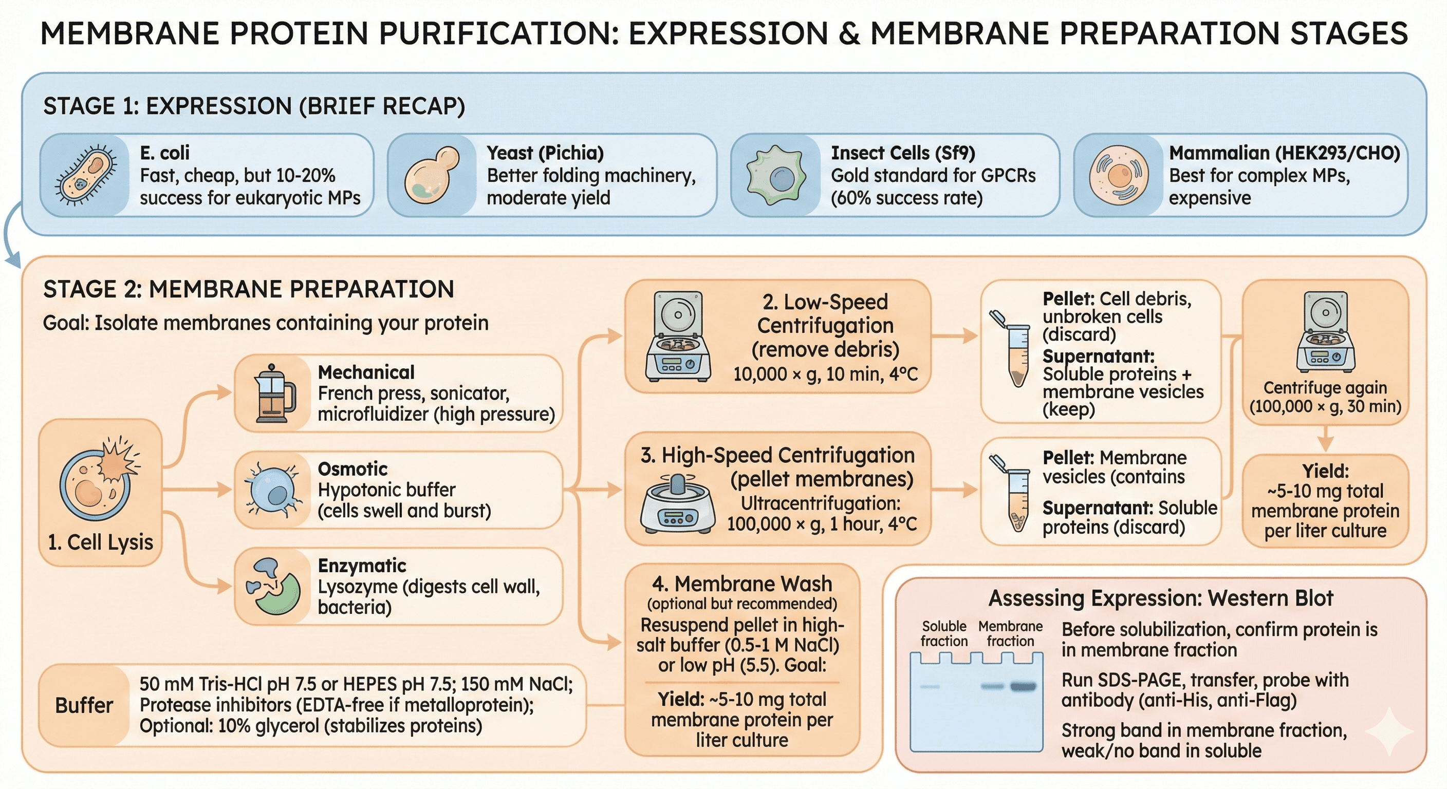 Diagram Showcasing Membrnae Protein Purification Stages