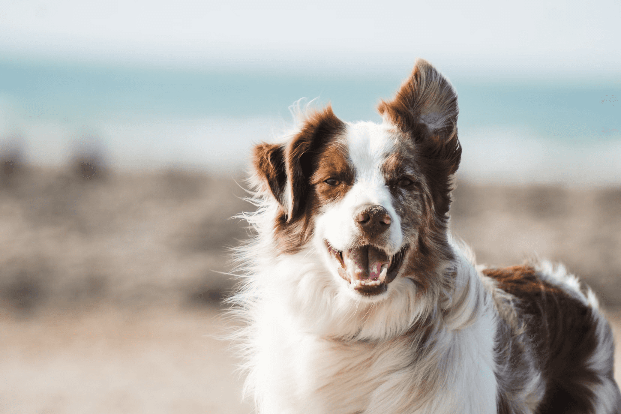long haired dog on the beach