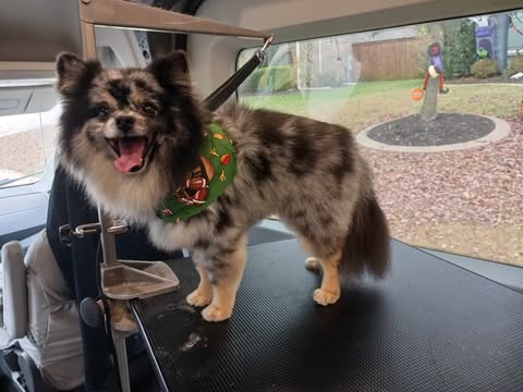 Extra Small Dogs Grooming Gallery Of Photos - Wags To Riches Dog Grooming