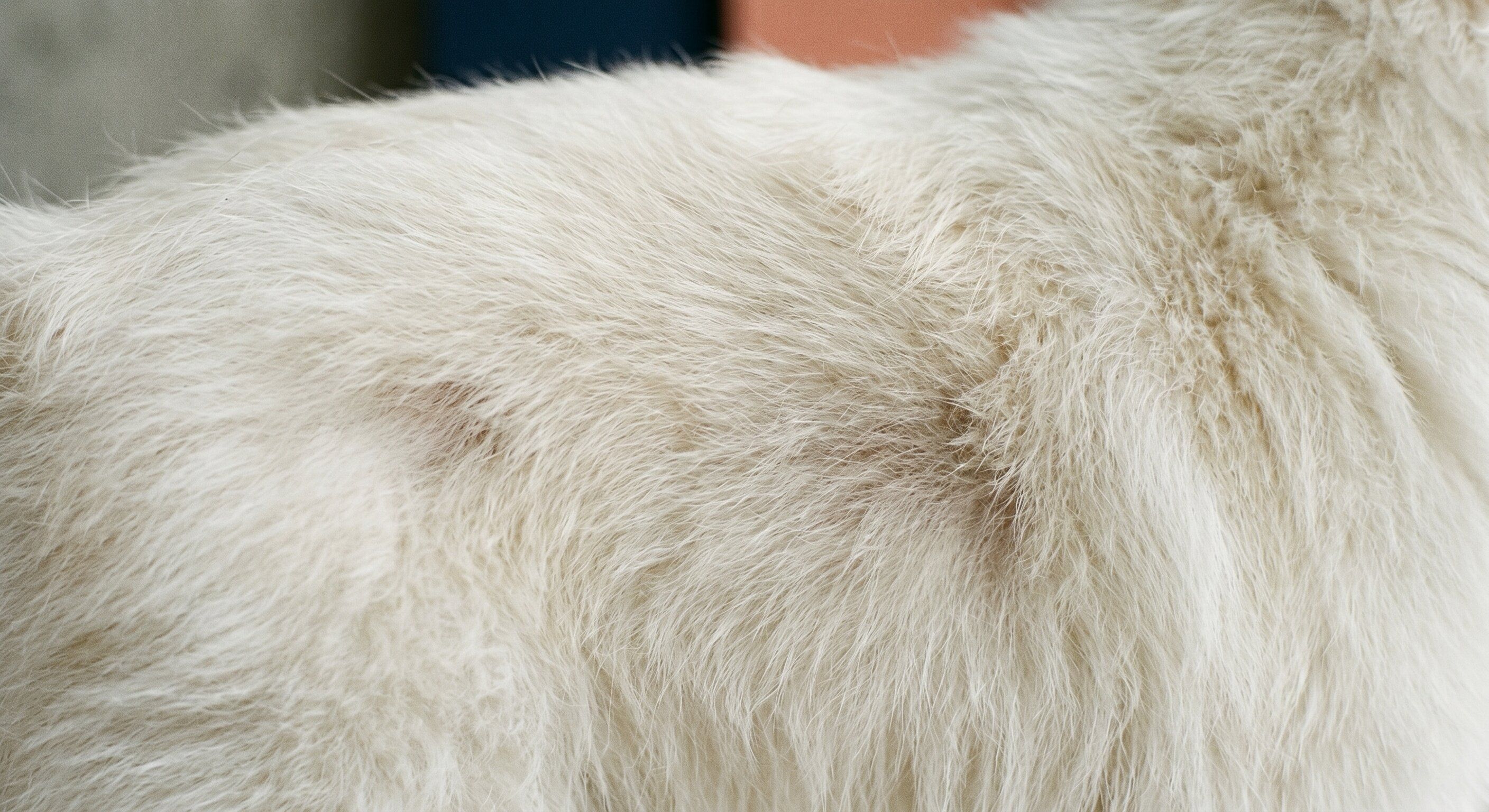 Close-up of a small dog’s back coat showing the layered guard-hair and undercoat structure in soft natural daylight — showing the coat as a layered tissue that takes weeks to grow and weeks to change.