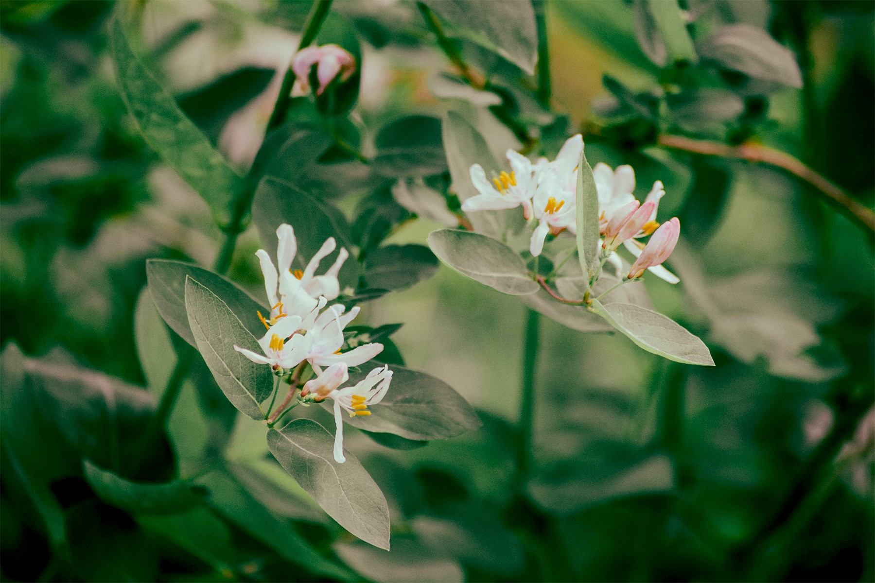 White Flowers