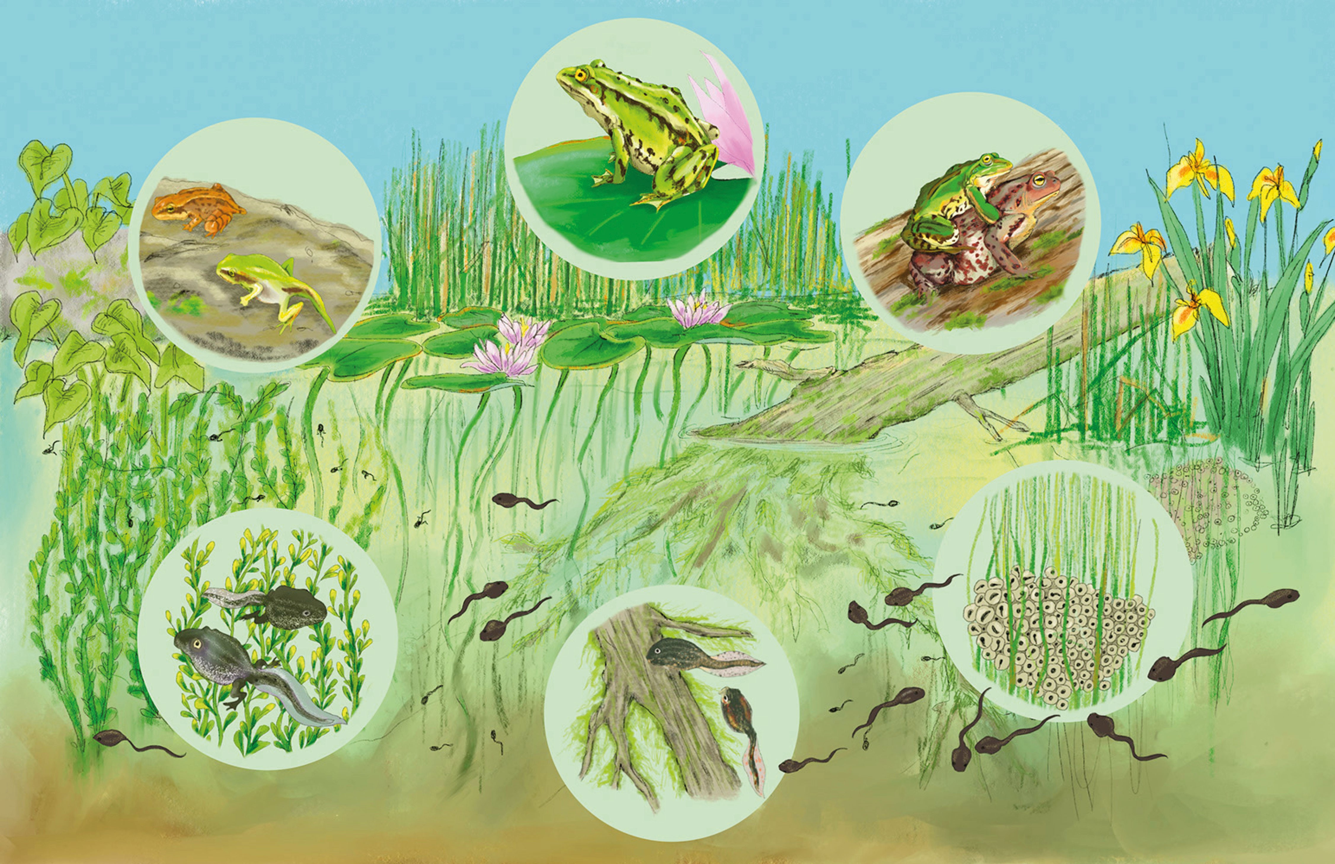 Ein Tümpelmit Icons die die STationen im Leben eines Frosches zeigen, von der Kaulquappe bis zum FRosch