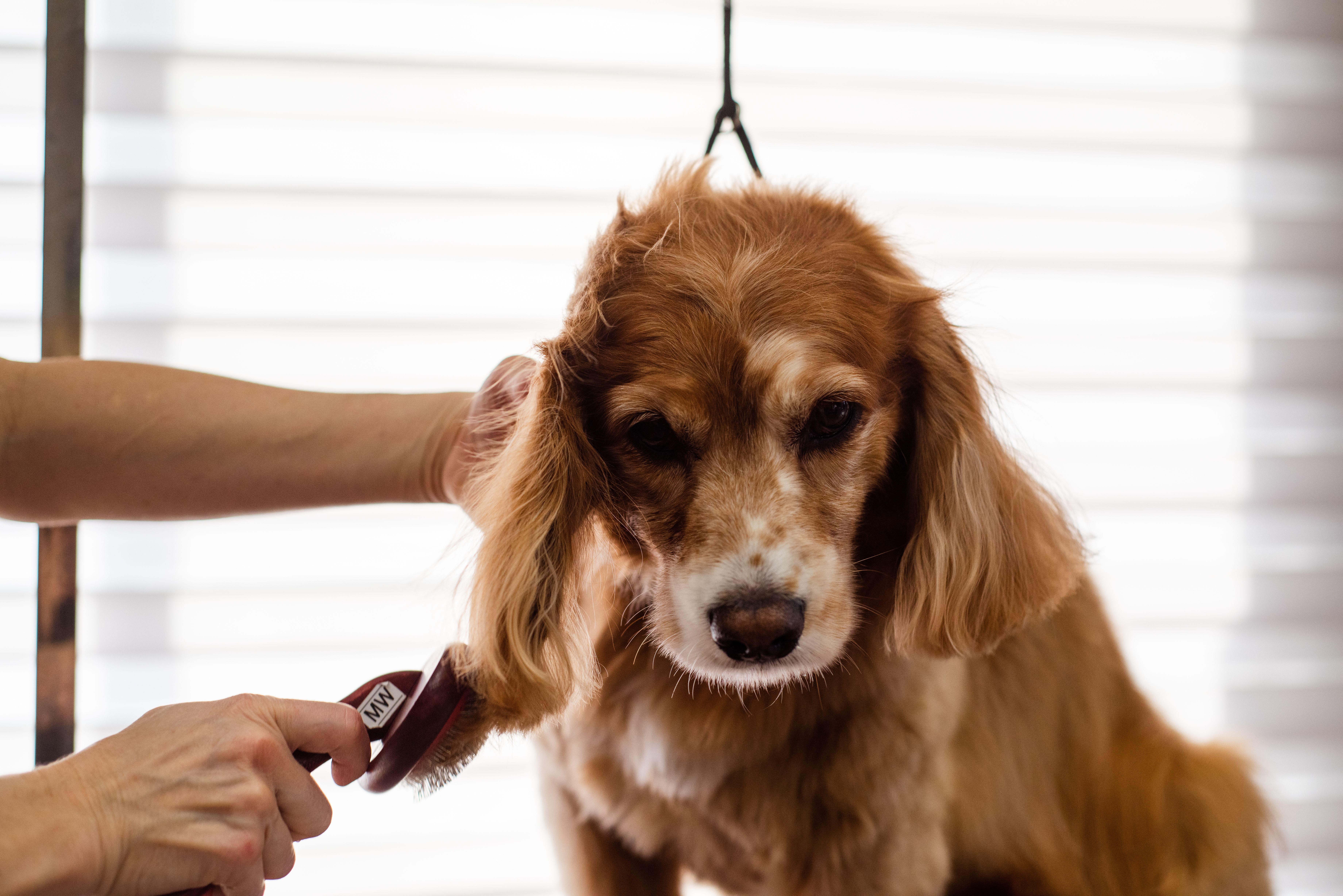 SEO for pet businesses, pet groomers, and veterinarians.