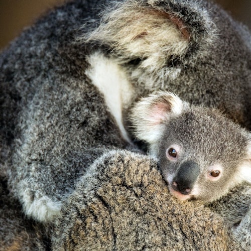野生動物之最佳之旅