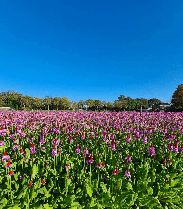 Primula veld