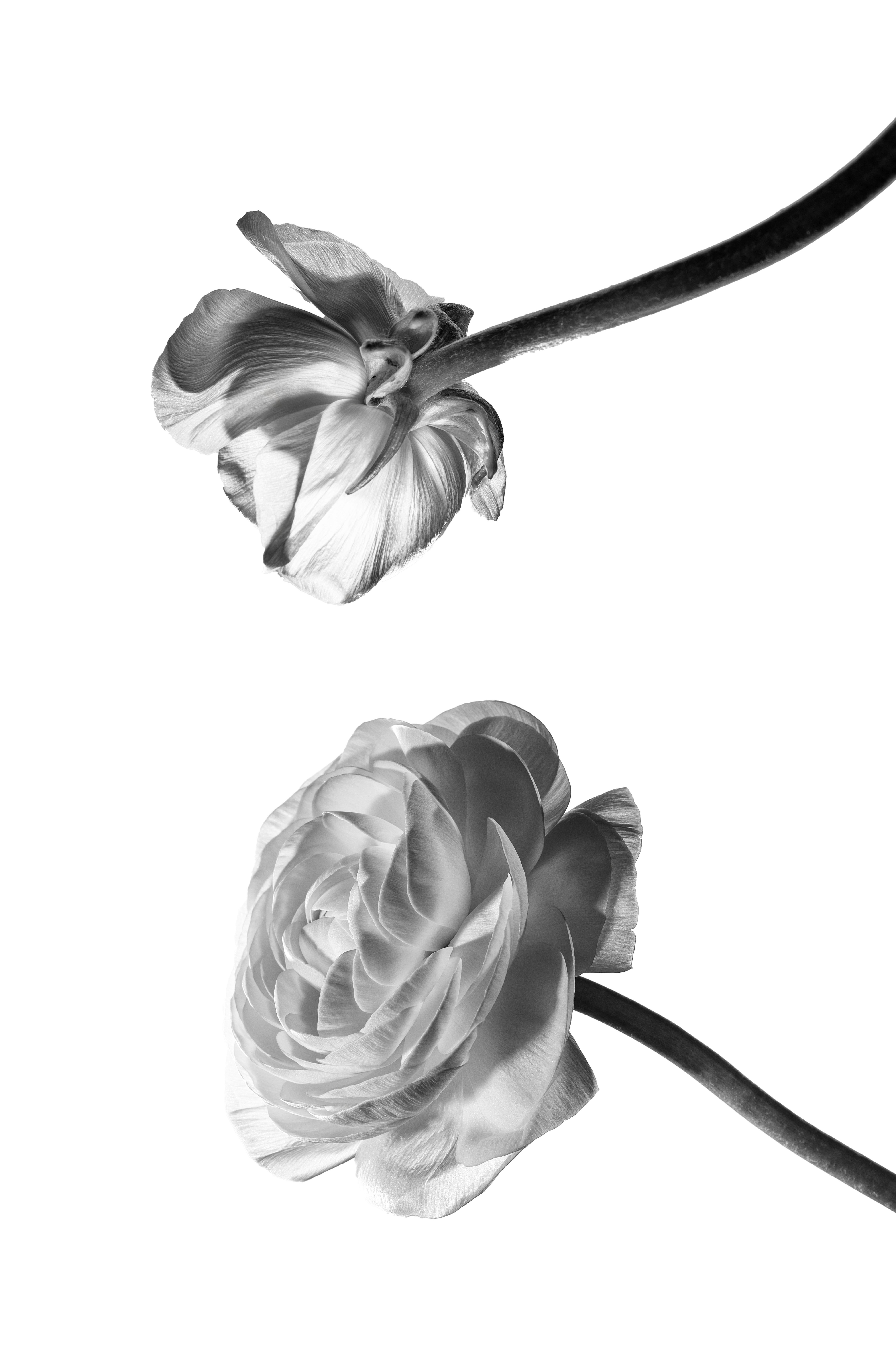 Fleur, Ortie, Photo de studio, Noir et blanc, pierretmae