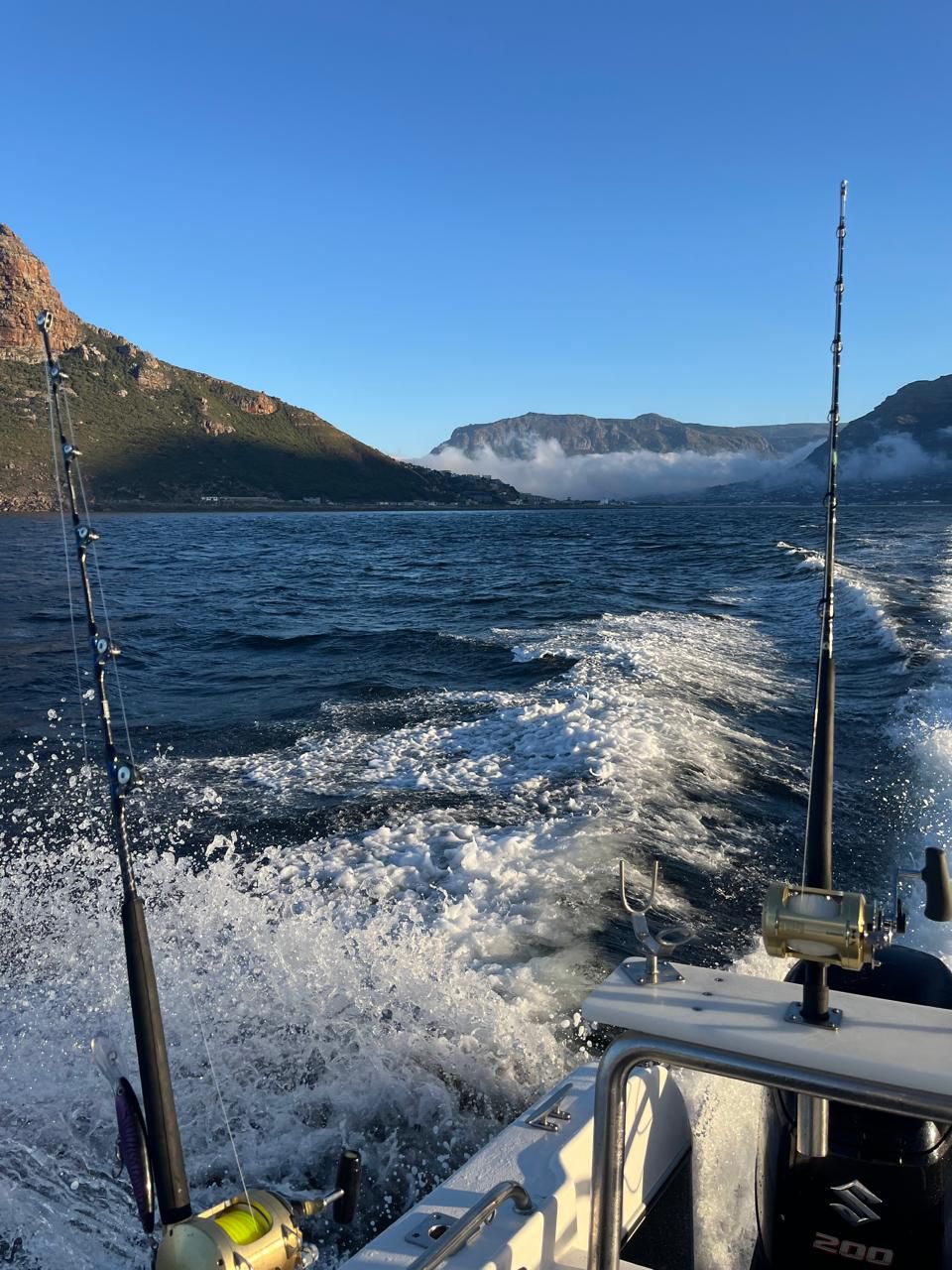 Tuna Fish Swimming in Ocean