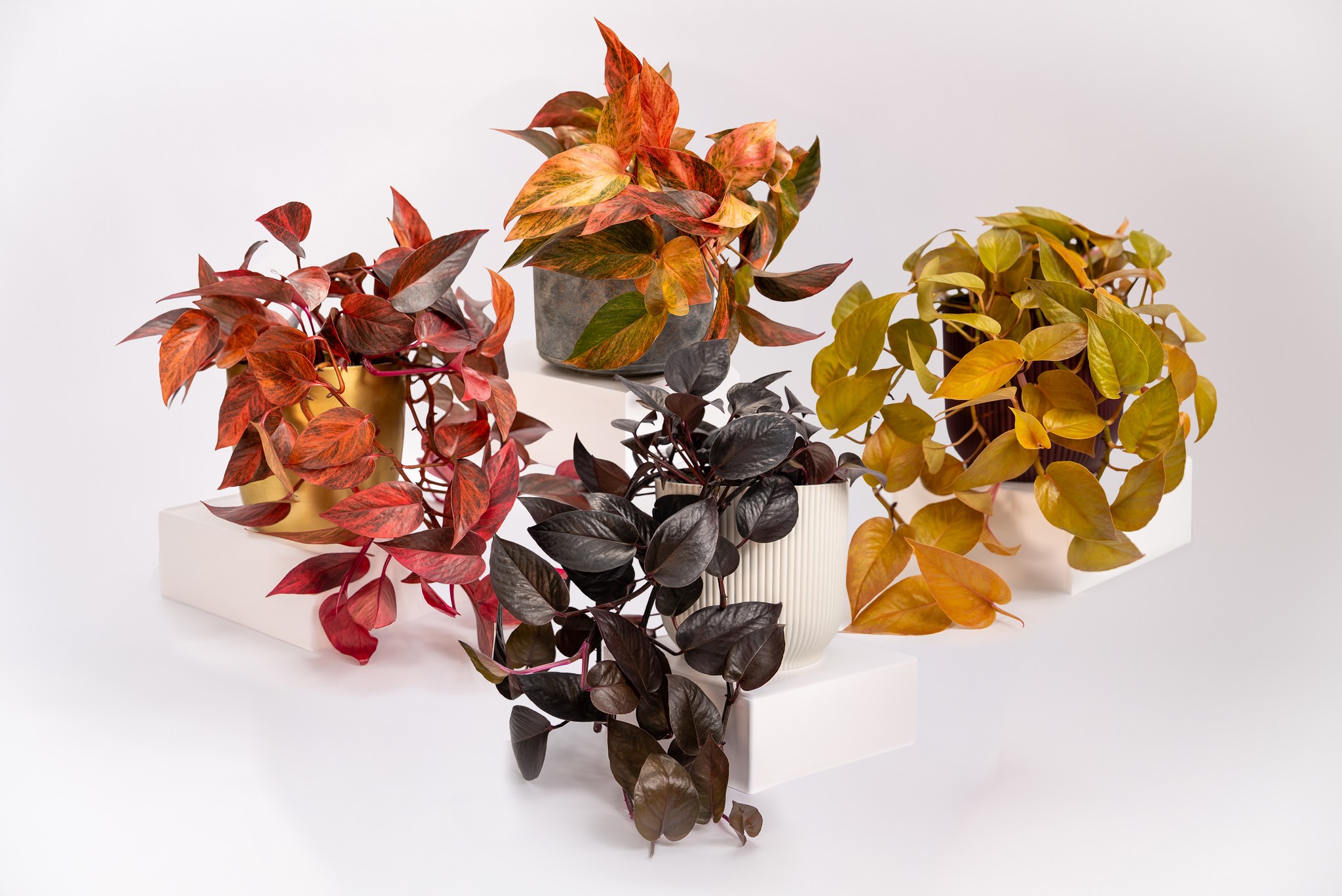 All four colors of the Neoplants Pothos Collection together