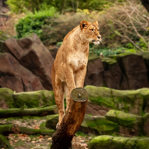 Lion Antwerp ZOO