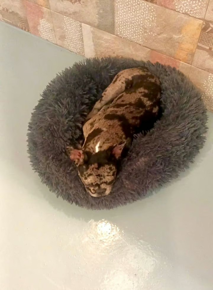 happy dog at doggy doggy home dubai boarding