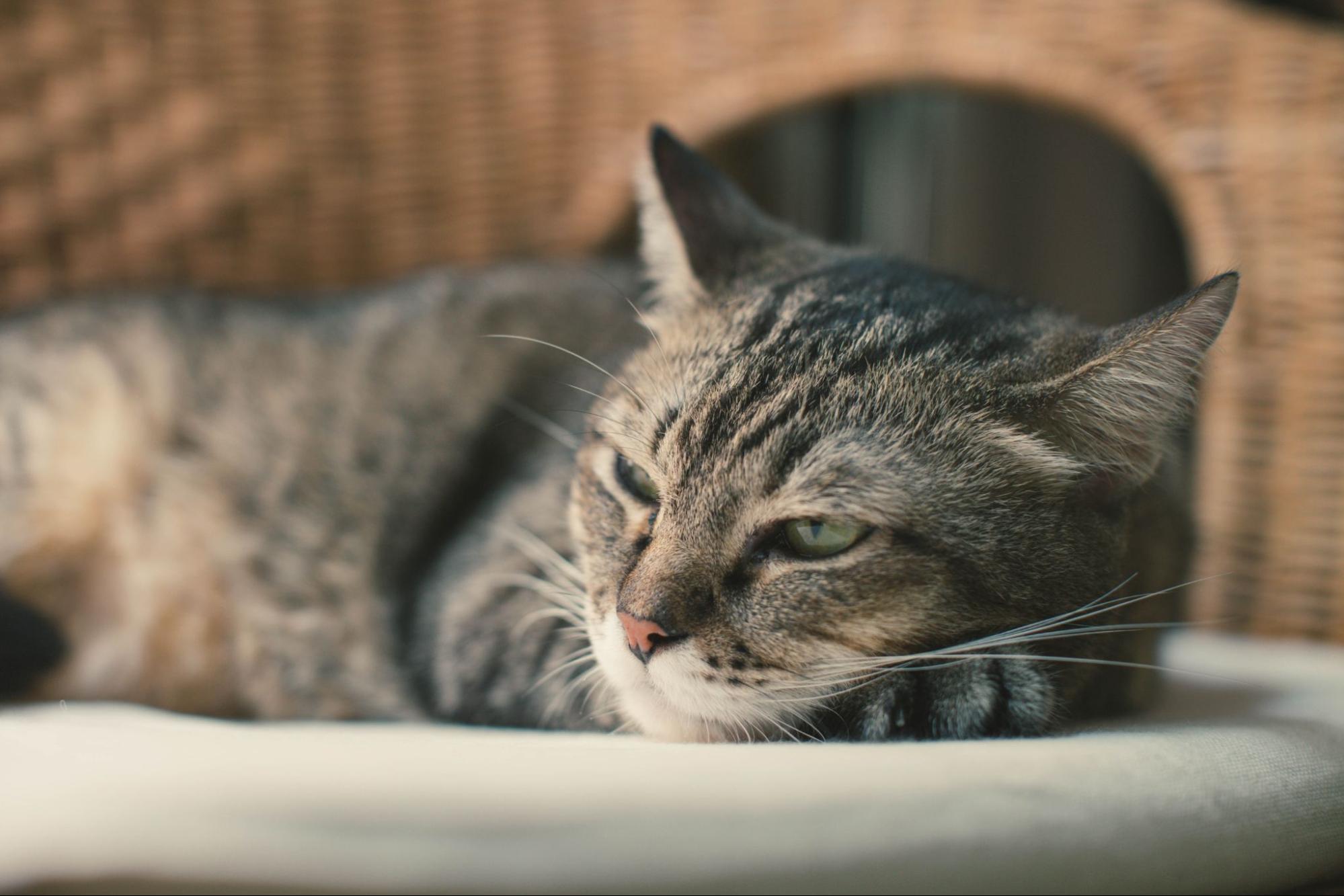 What is Neutering or Spaying a Cat? A Pet Owner’s Guide