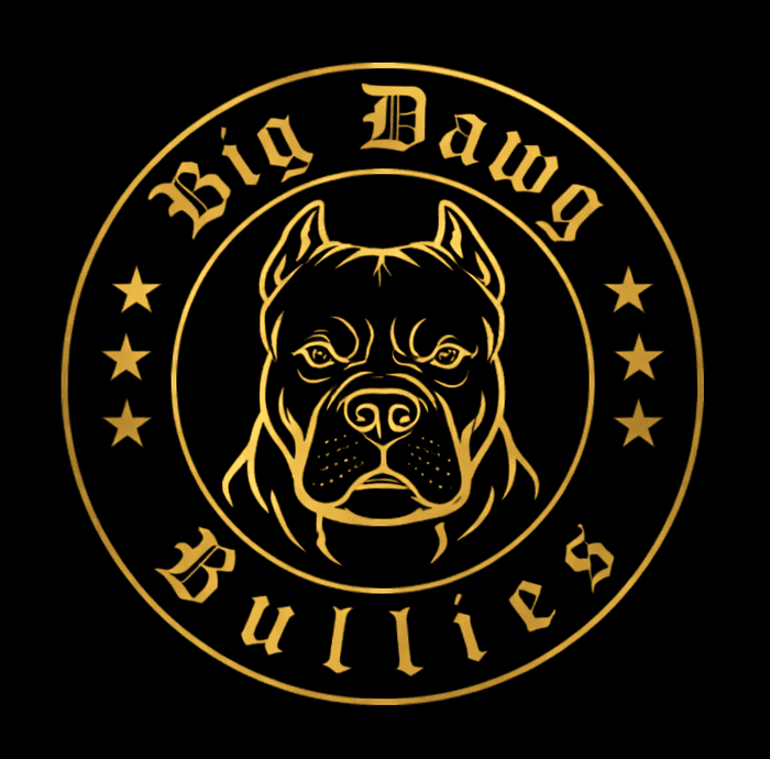 American Bully XL Puppies for Sale