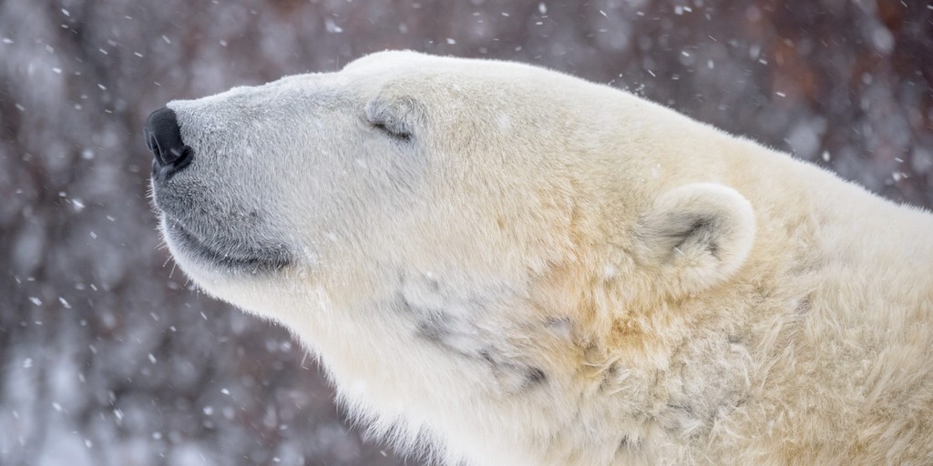 Polar Bear