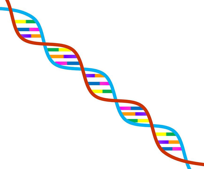 Naturally occurring DNA is composed of four different bases or letters. Synthorx is adding two new letters into that alphabet for a total of six information-coding bases.