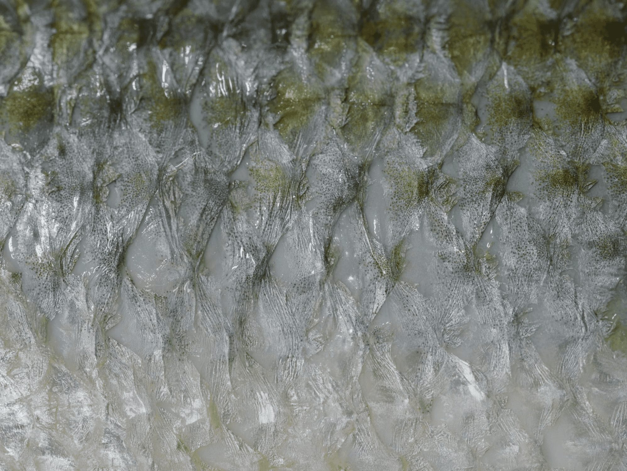 Close-up of lush, dark green leaves, some glossy and wet, against a muted background.