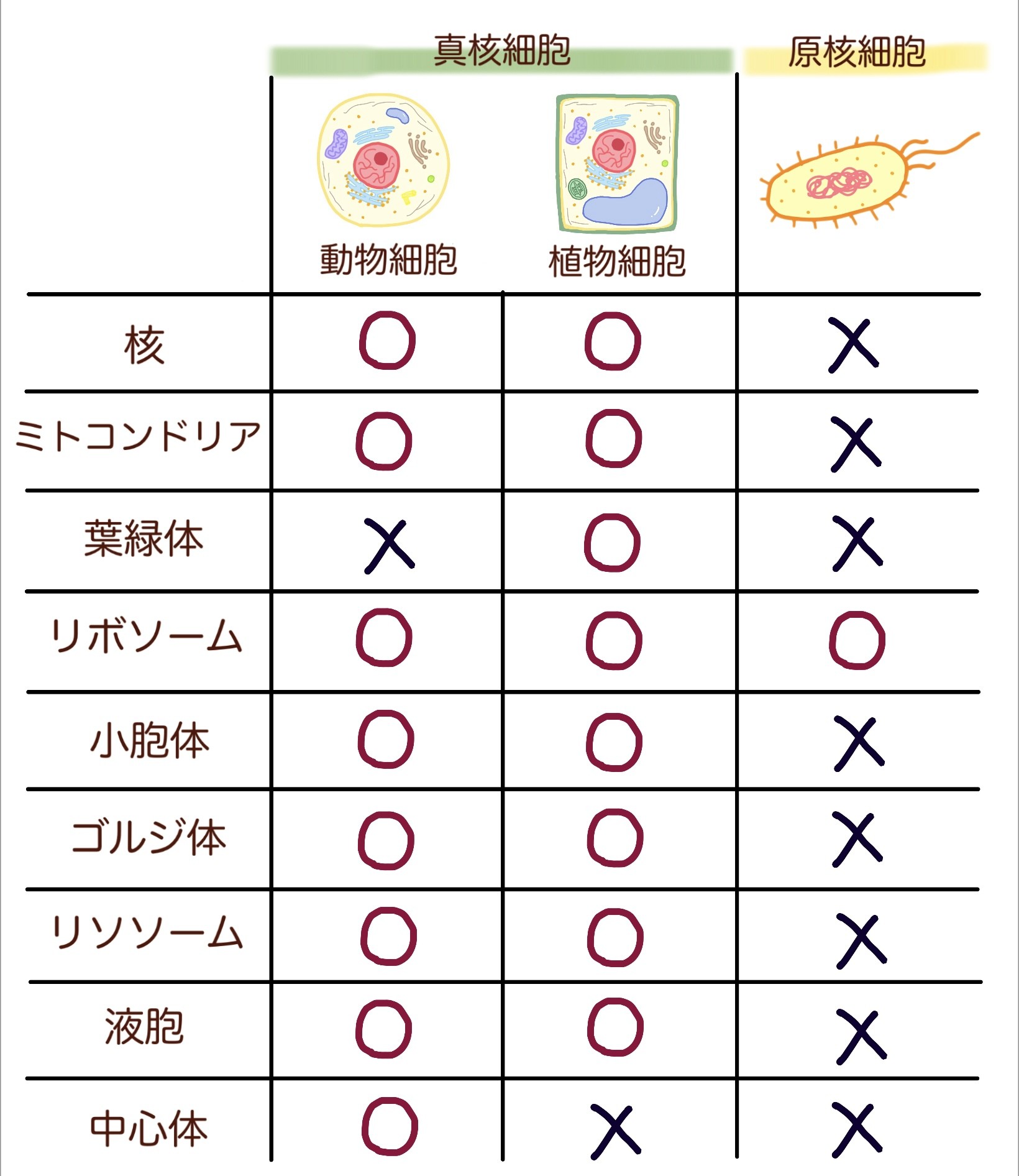 真核細胞と原核細胞の比較表