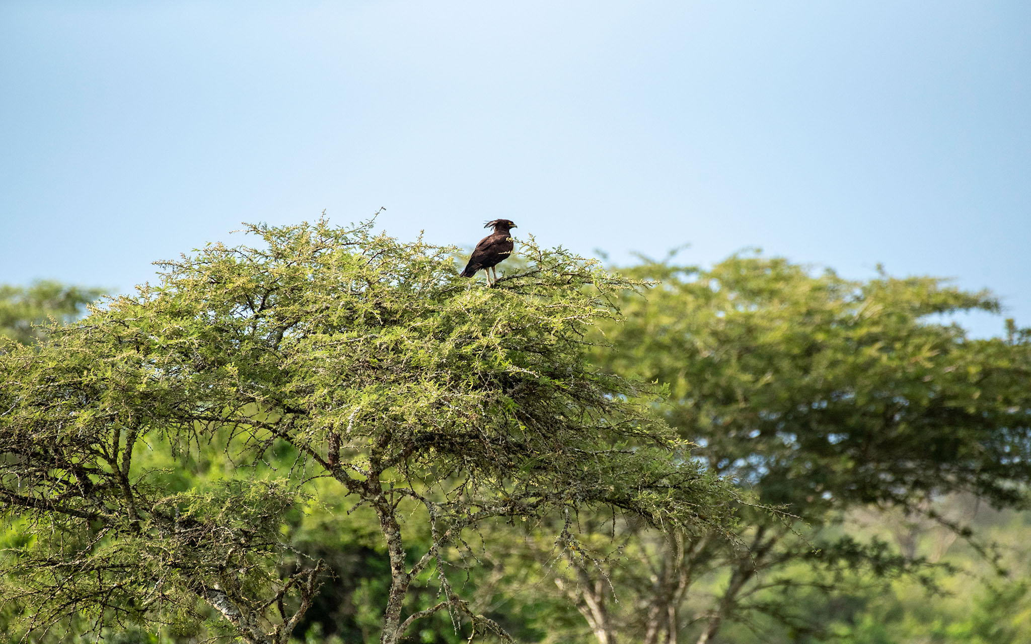 A long crested eagle surveying the Mburo Landscape
