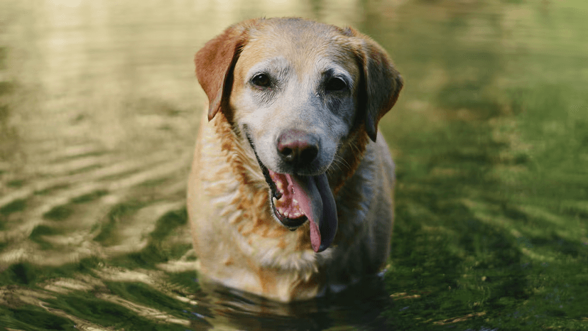 Golden Labrador Retriever in a green-tinged body of water