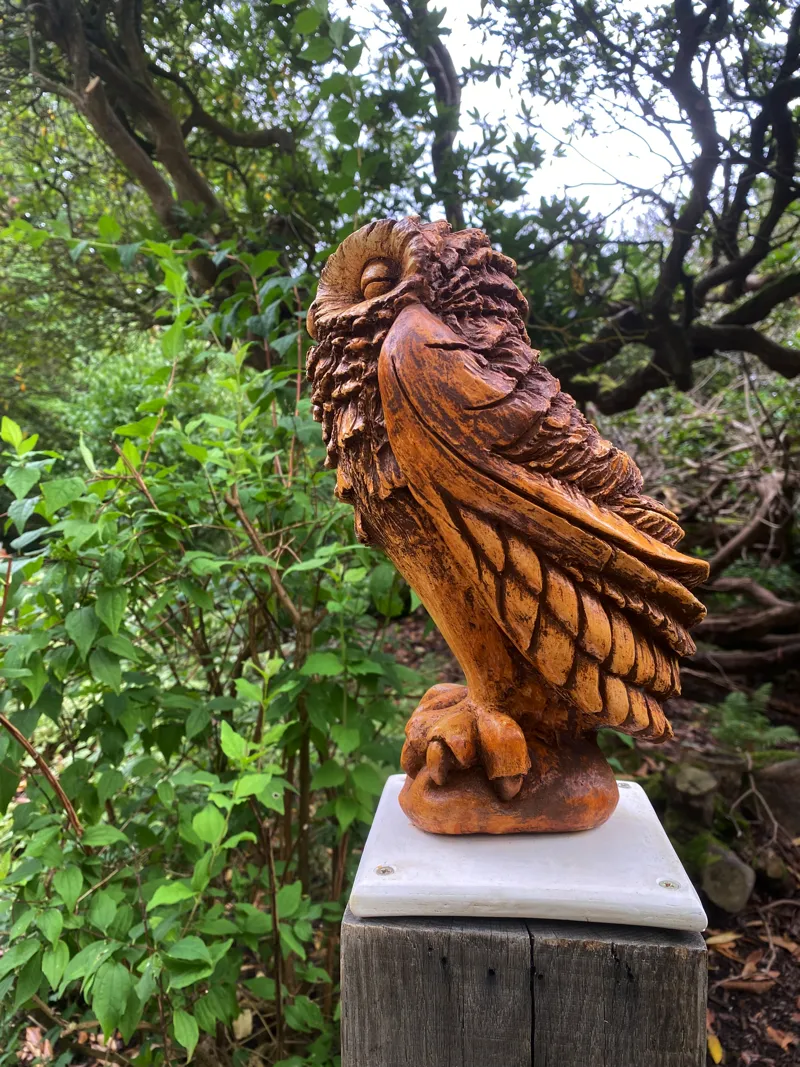 Furrowed owl over shoulder