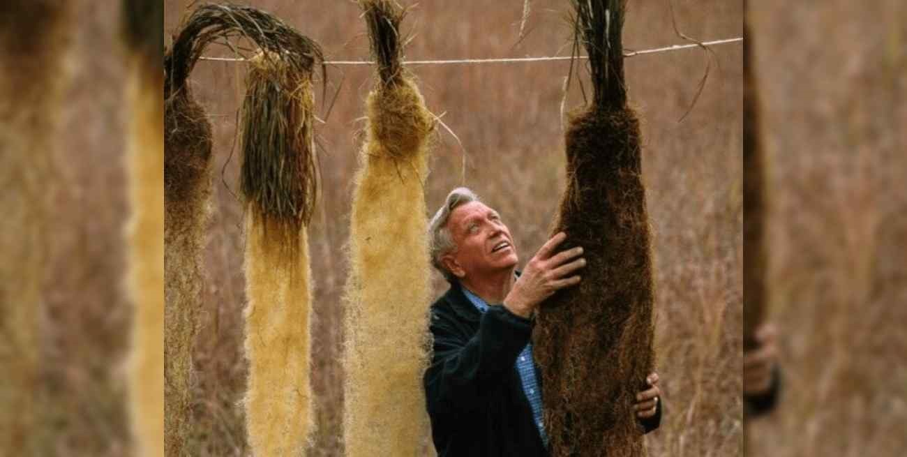 A man inspects hanging bundles of long, dried plant fibers in varying shades of brown and yellow.