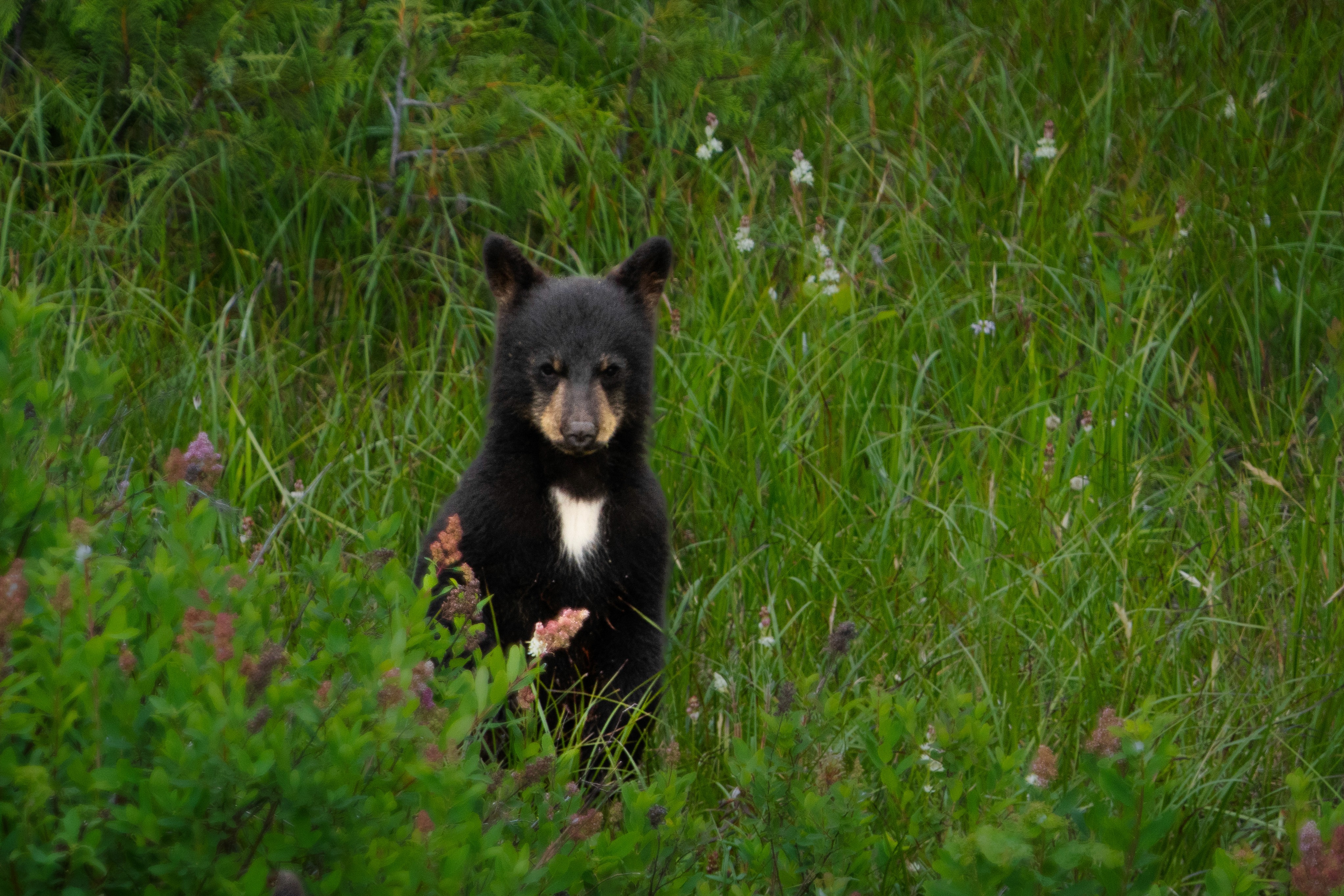 Black Bear Portrait