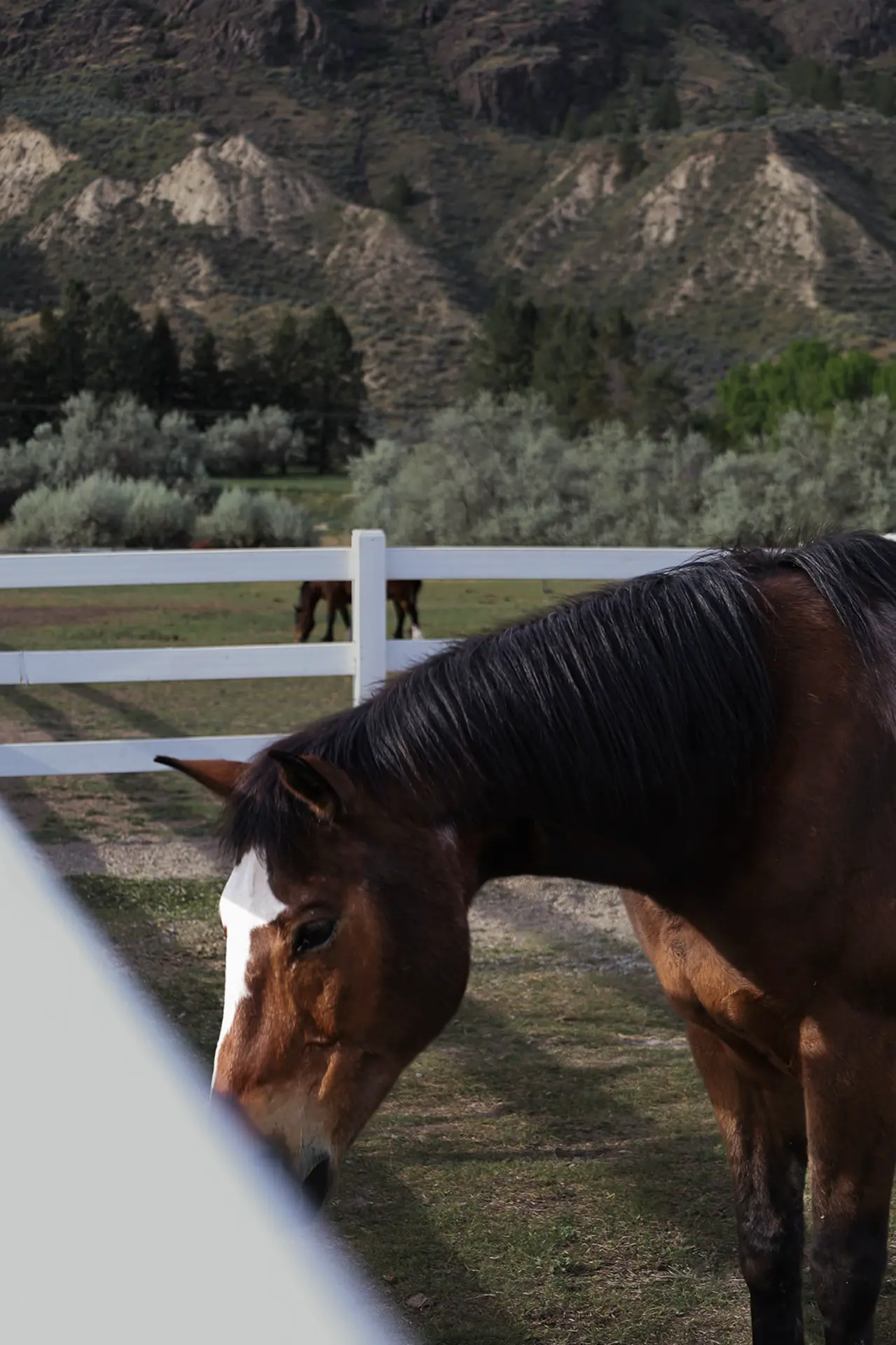 A brown horse with a white blaze and black mane stands in a fenced field.