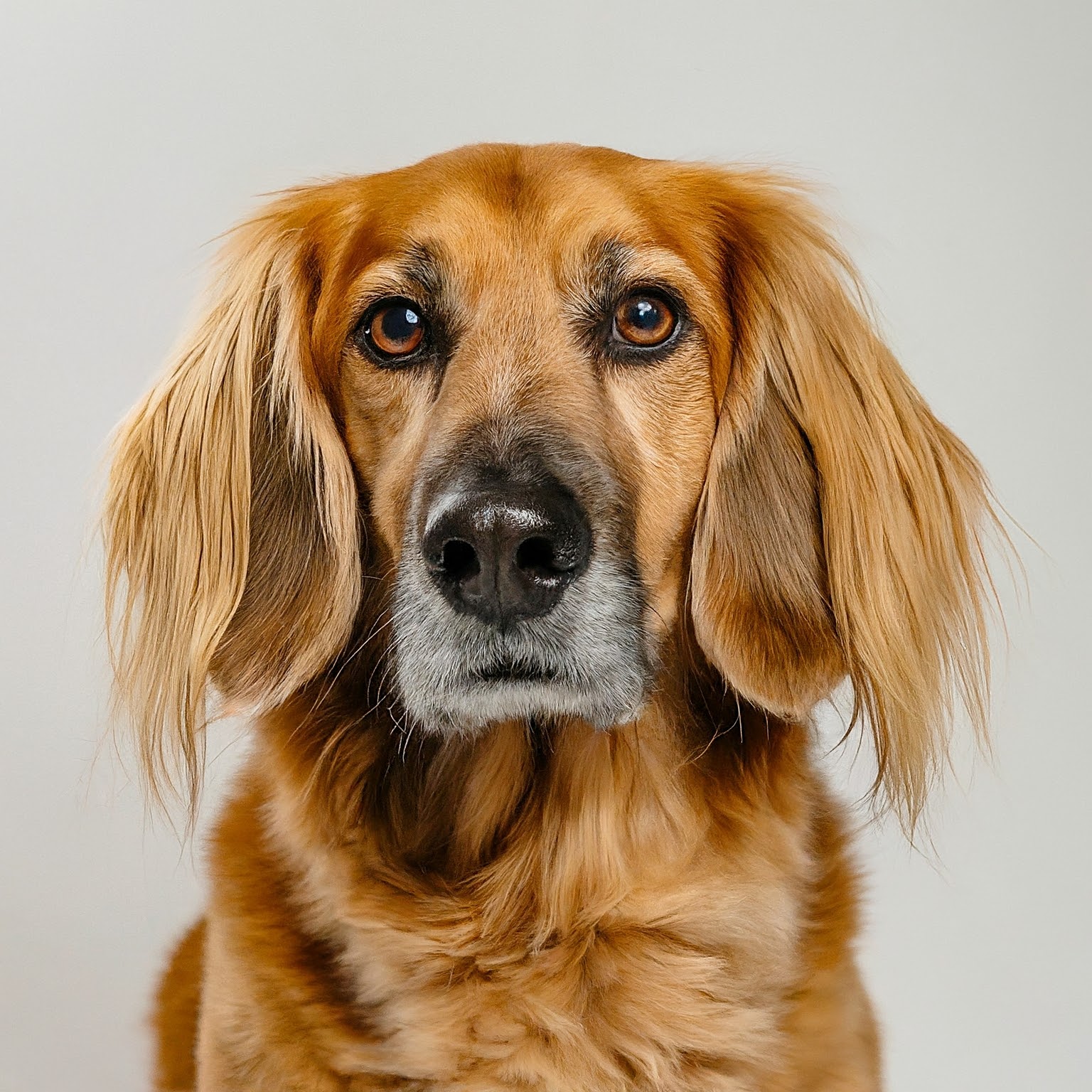 BUDDYUNO, Basset Retriever