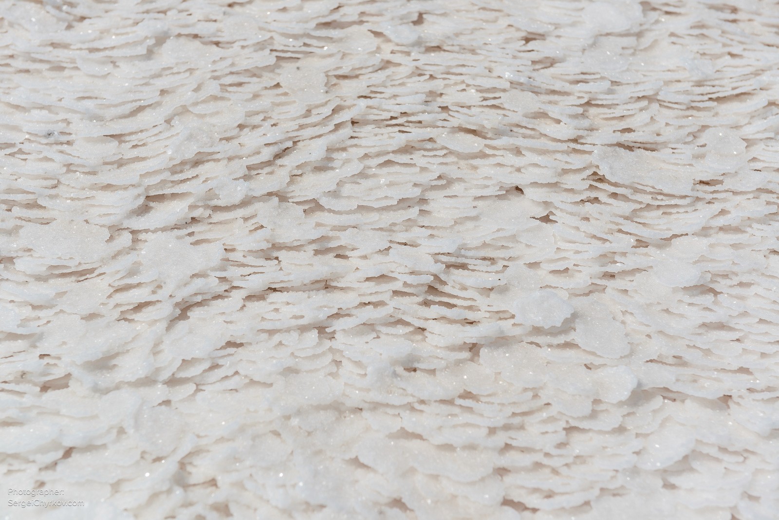 Одесский Куяльник, розовое цветение. Фотограф Сергей Чирков. 