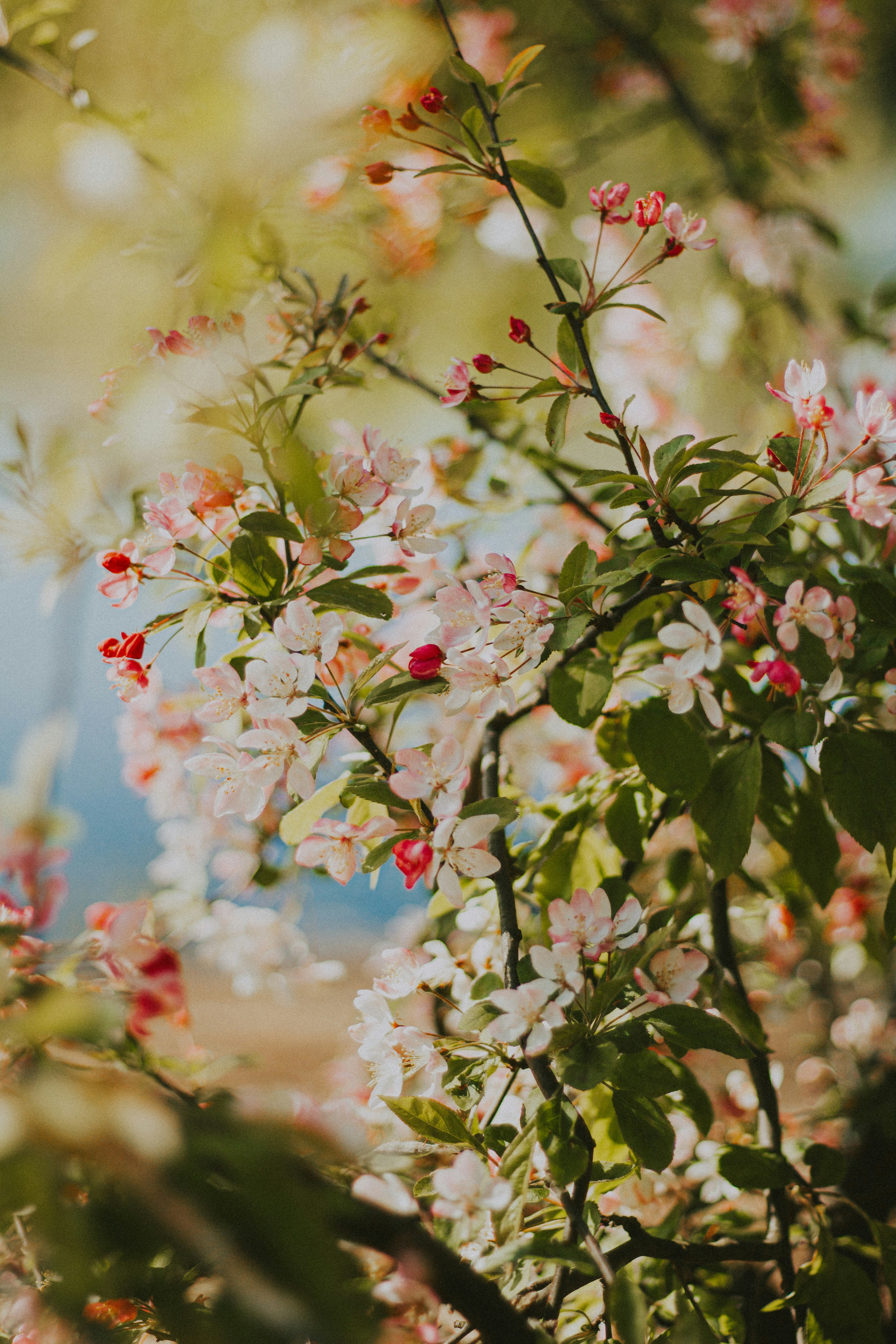 Delicate pink and white blossoms on a tree branch.