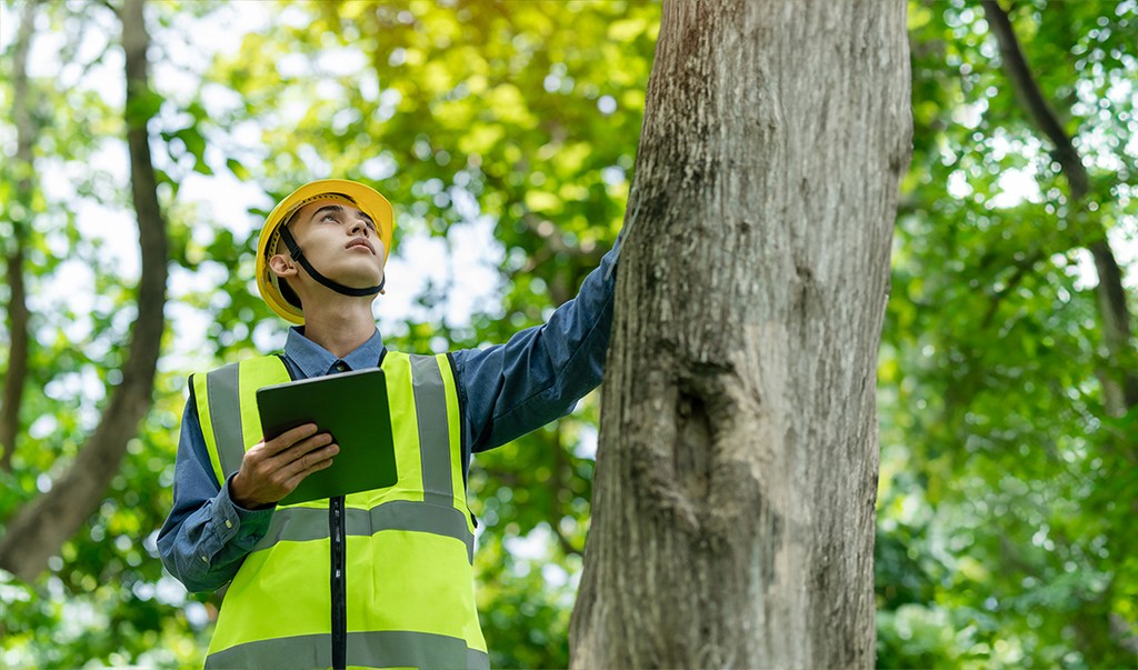 Tree Care