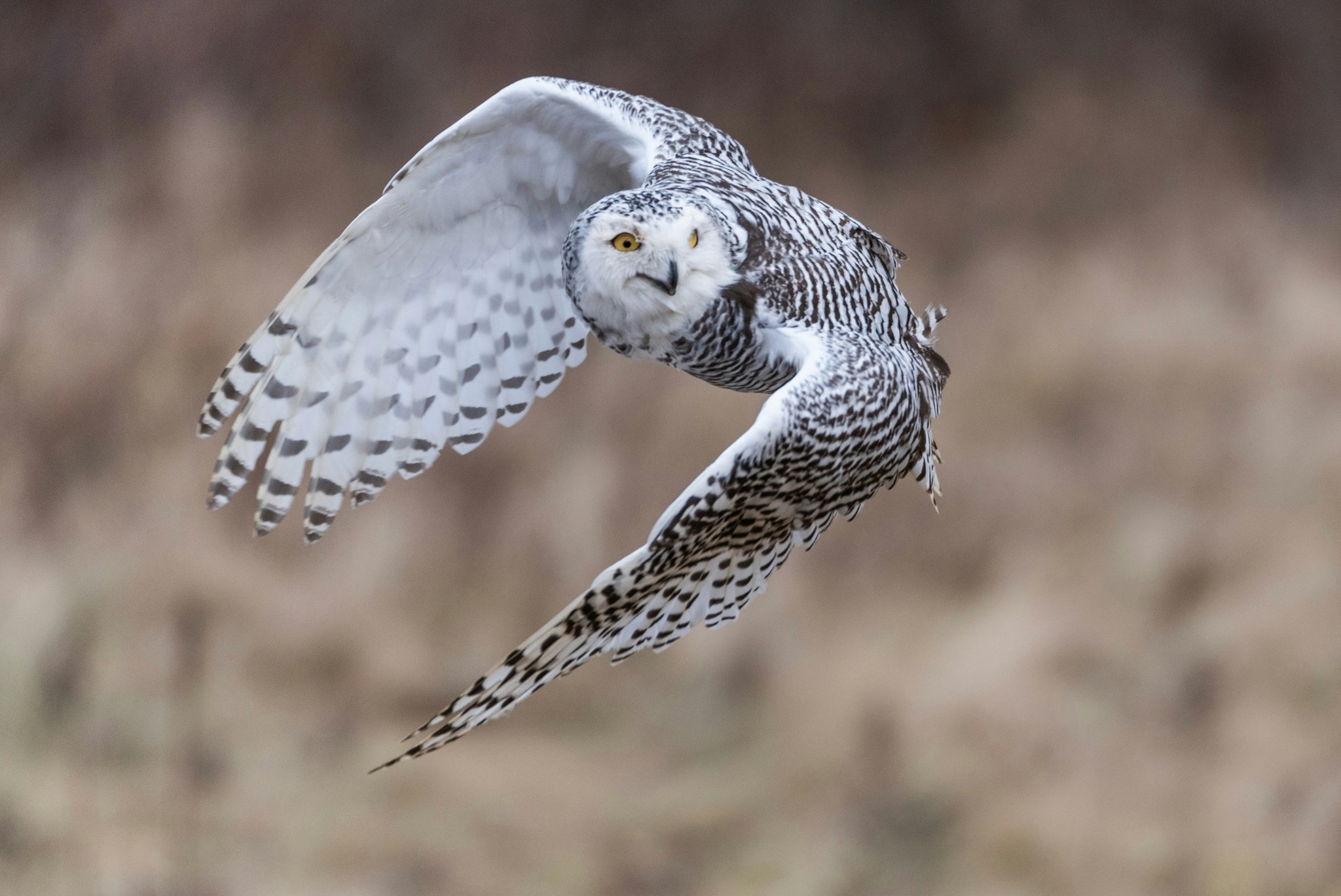 Owl flying over plants