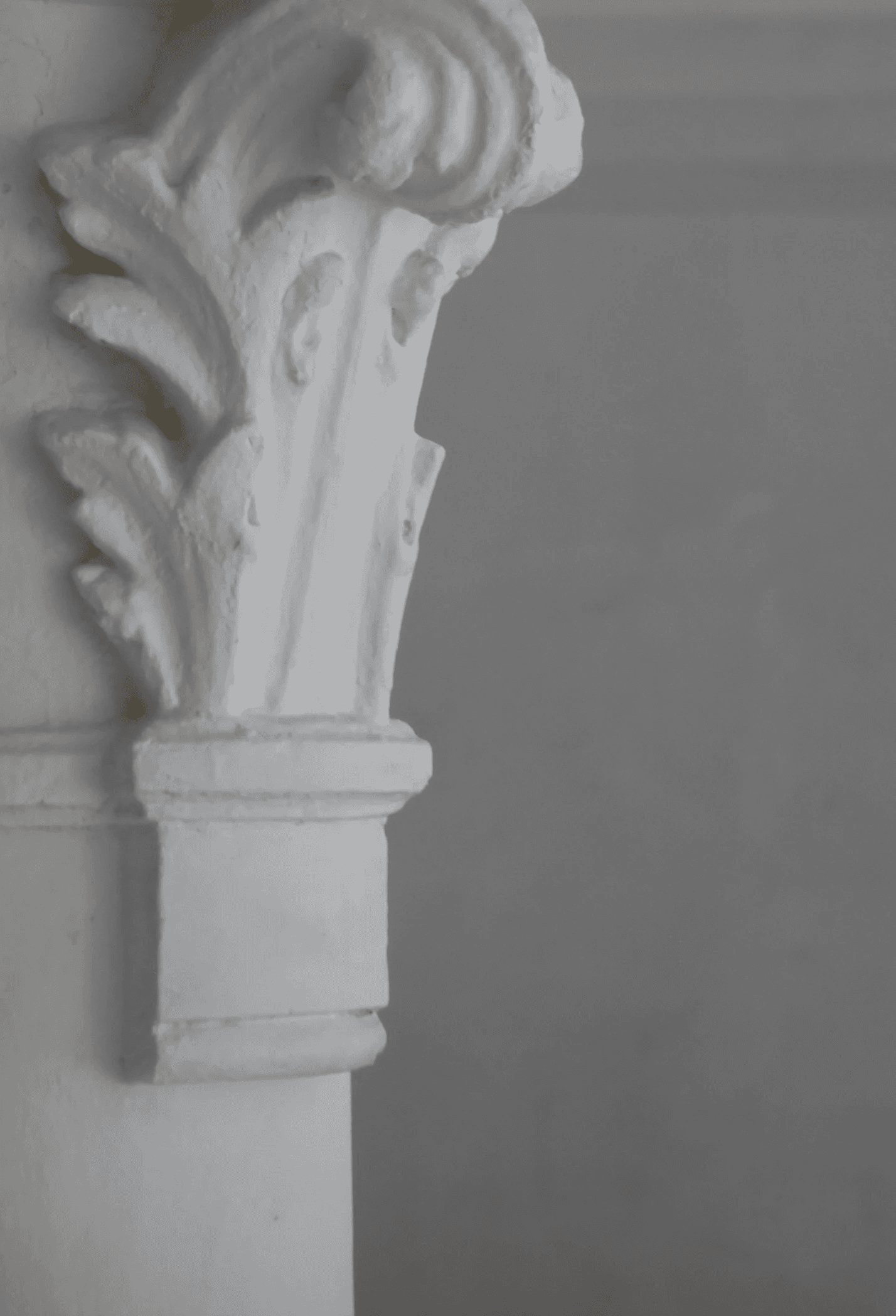 Mushroom Cacao, Vitamin D2, Dietary Fiber