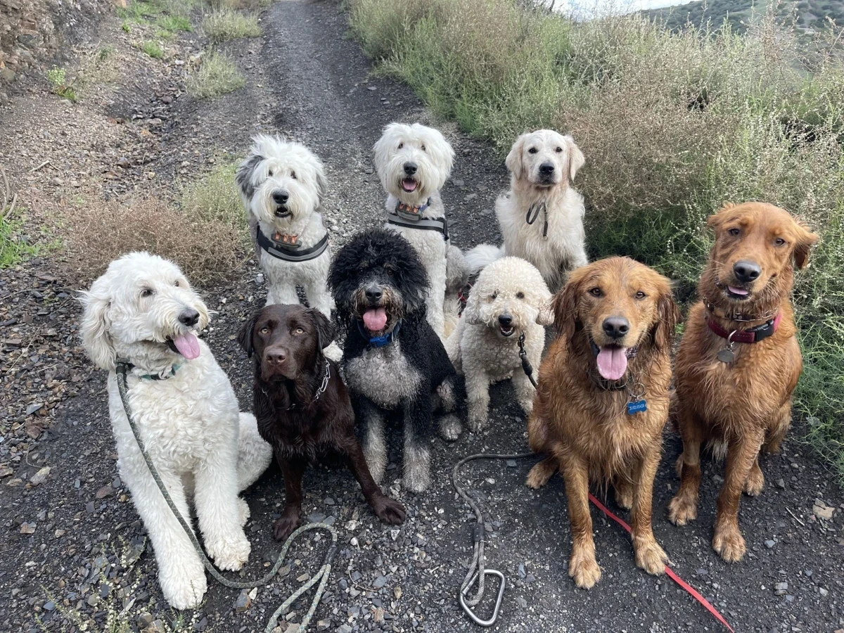 Nine happy dogs with tongues out on a brushy trail